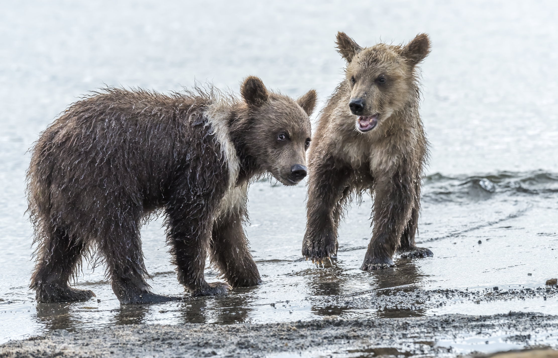 Kamchatka 2016 - Cuccioli