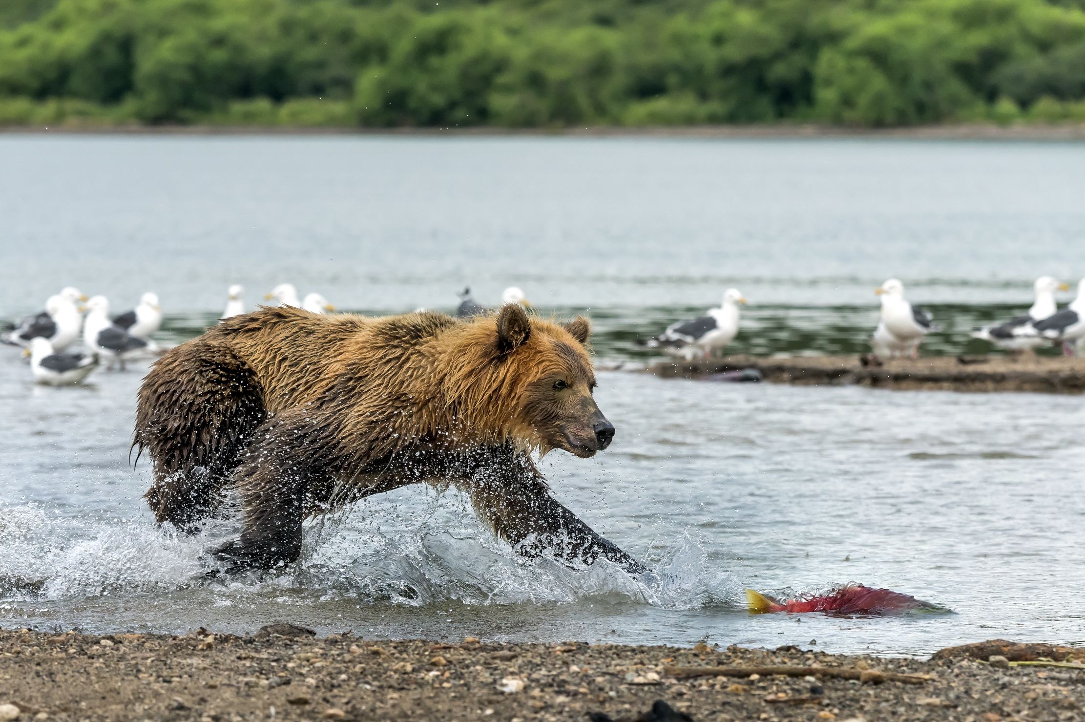 Kamchatka 2016 - La fuga del salmone