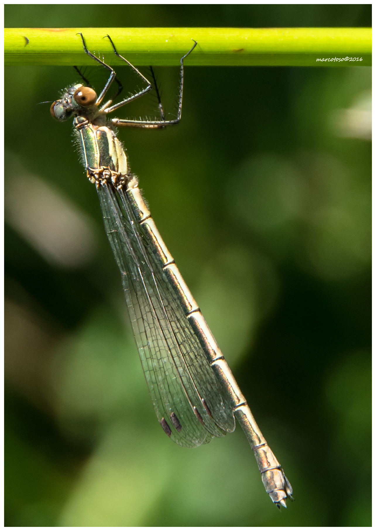 Trazioni alla sbarra