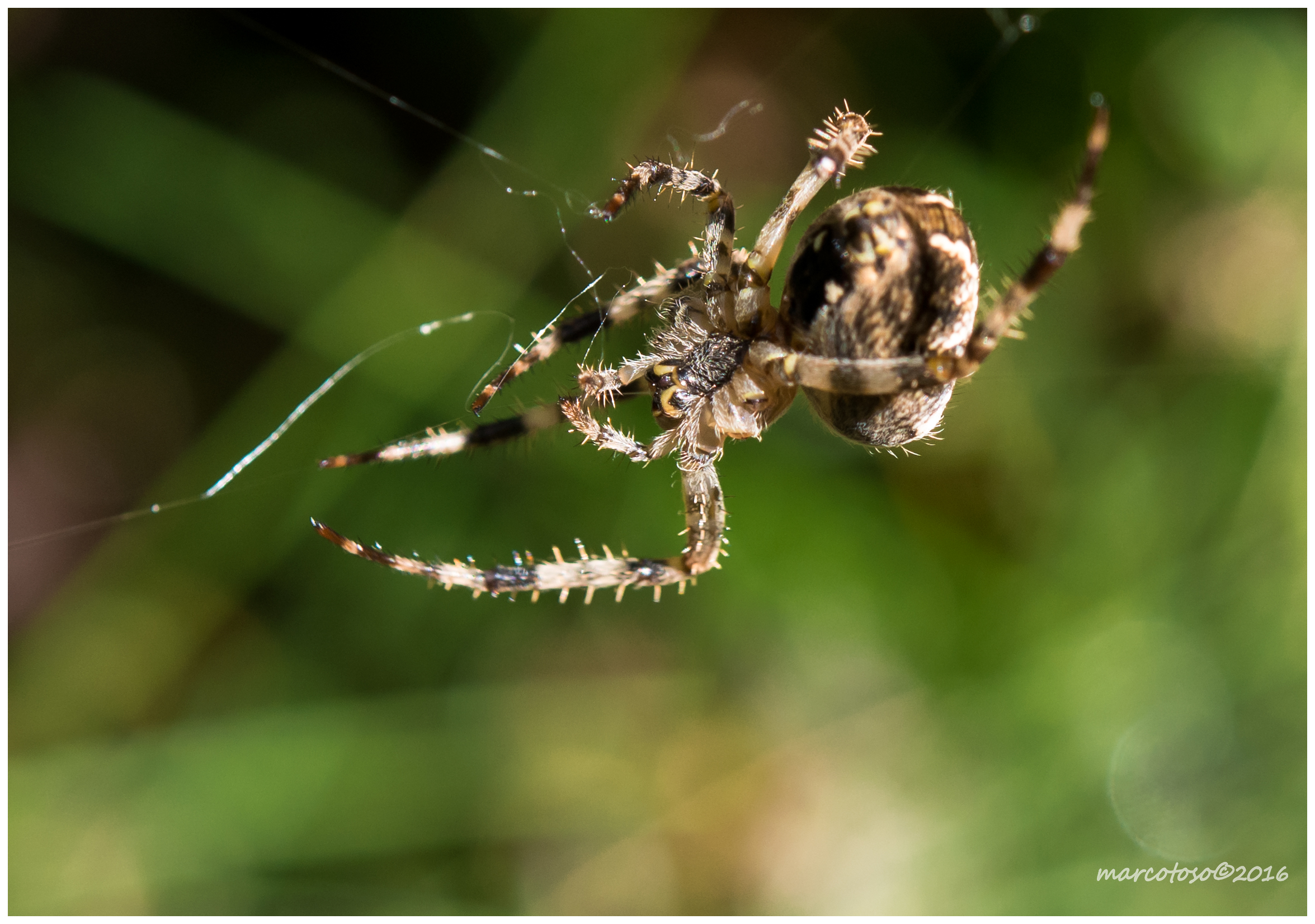 Capriola sopra la fune