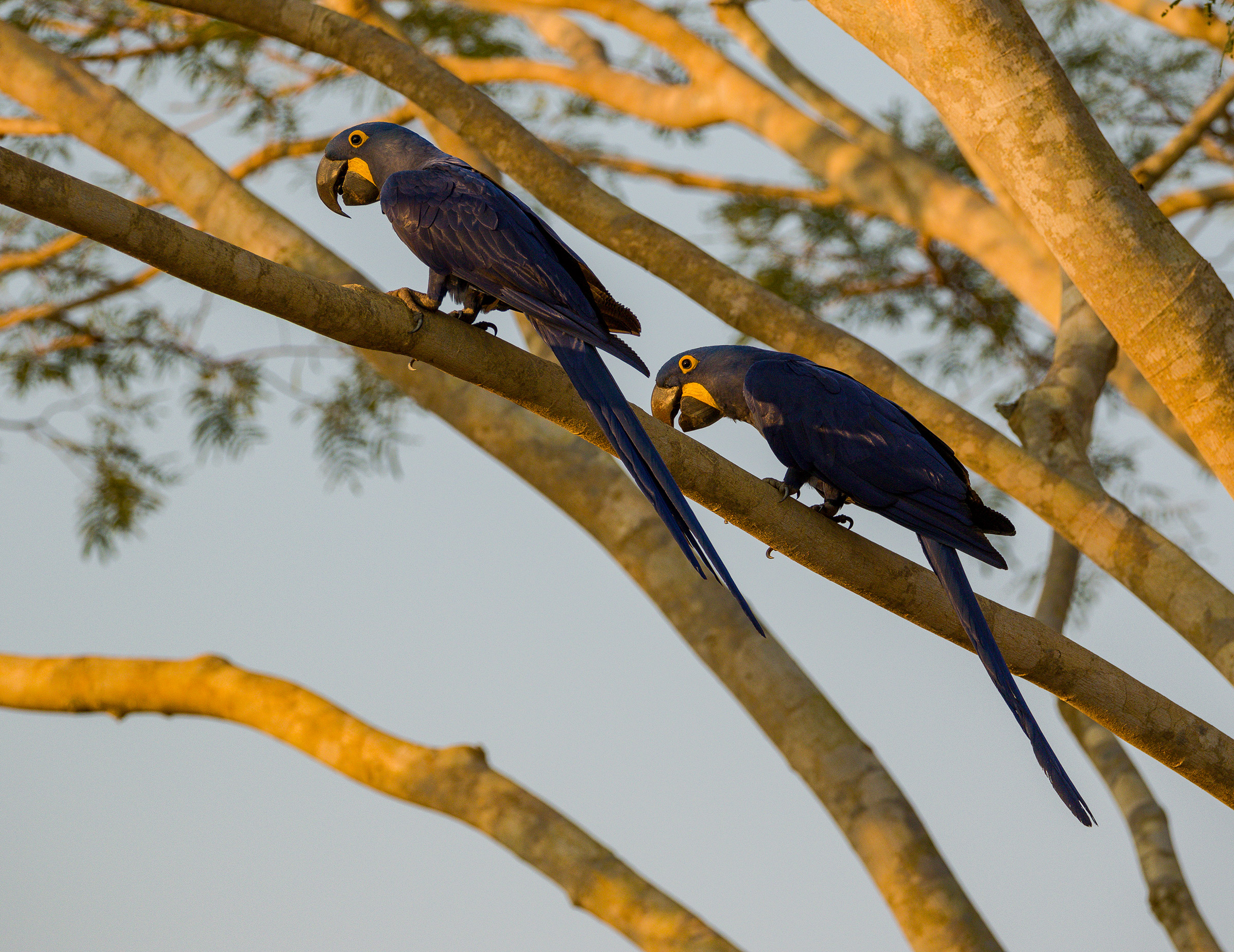 The sunset Ara Giacinto