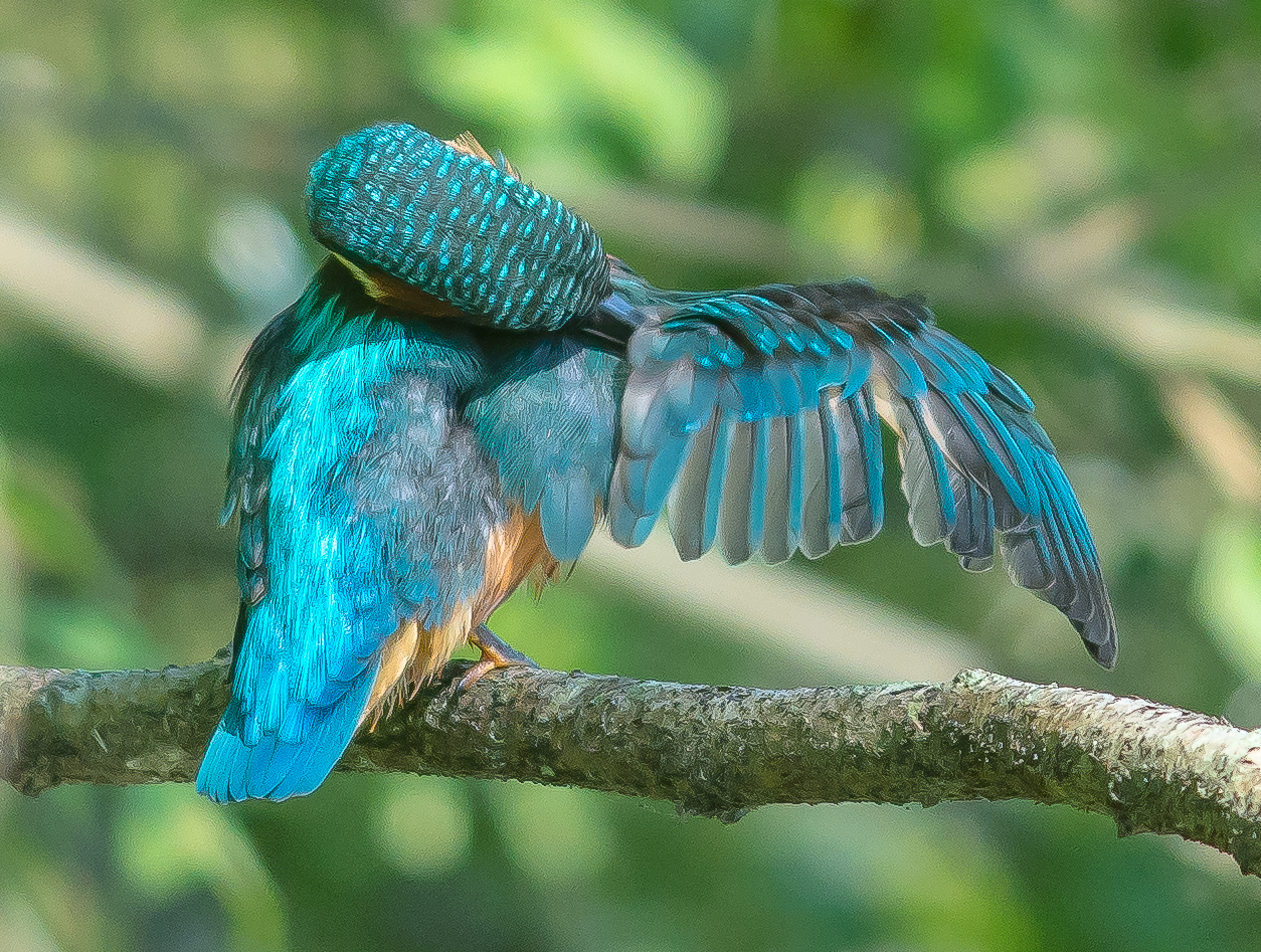 Kingfisher grooming