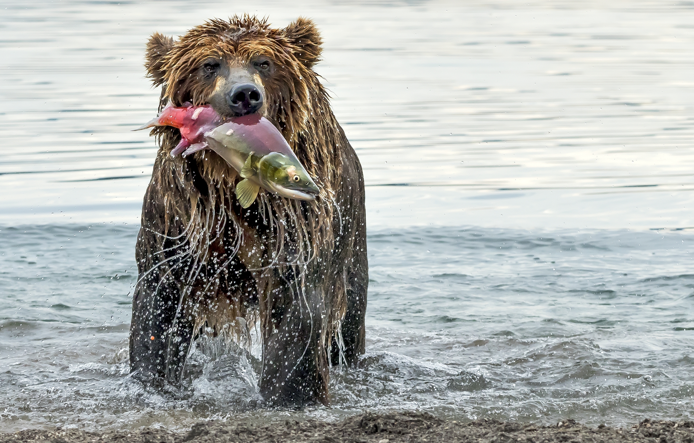 Kamchatka 2016 - Grondante con preda