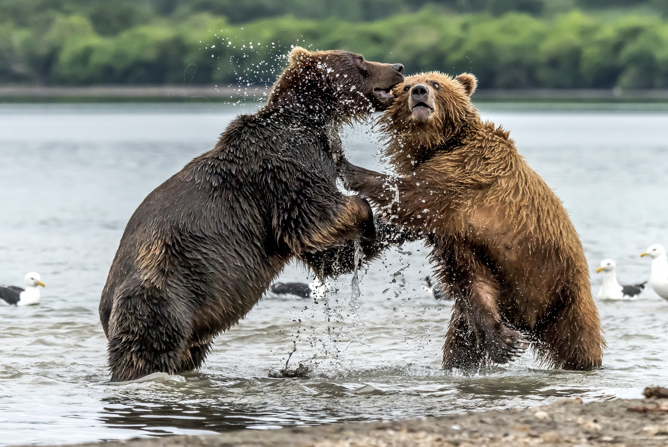 Kamchatka 2016 - Confronti