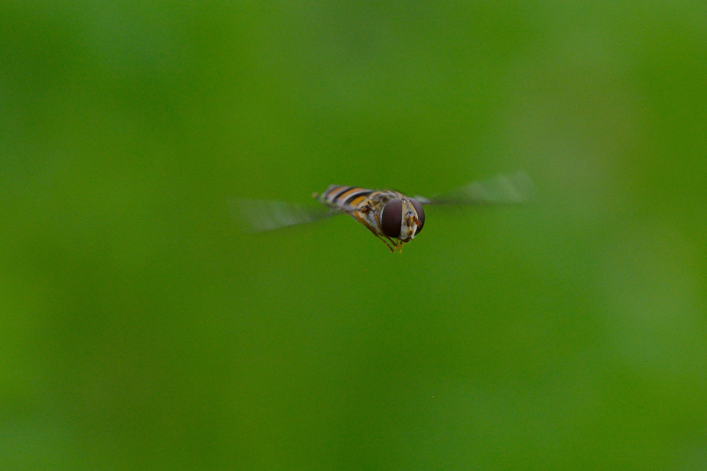 Sirphidae in flight