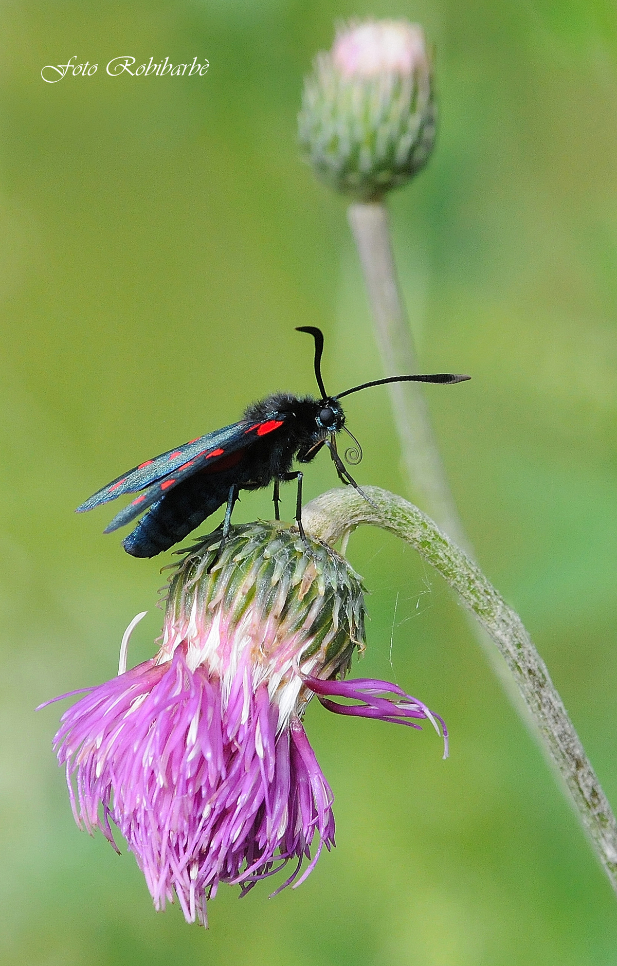 Zygaena/filipendulae