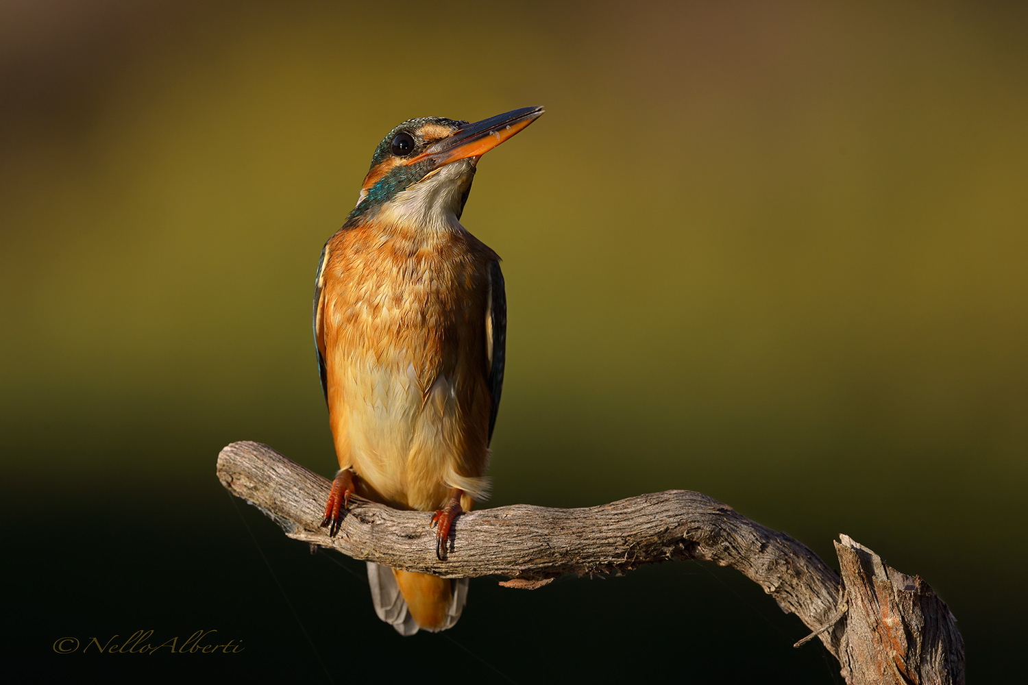 sett 2016 , luce della tarda sera