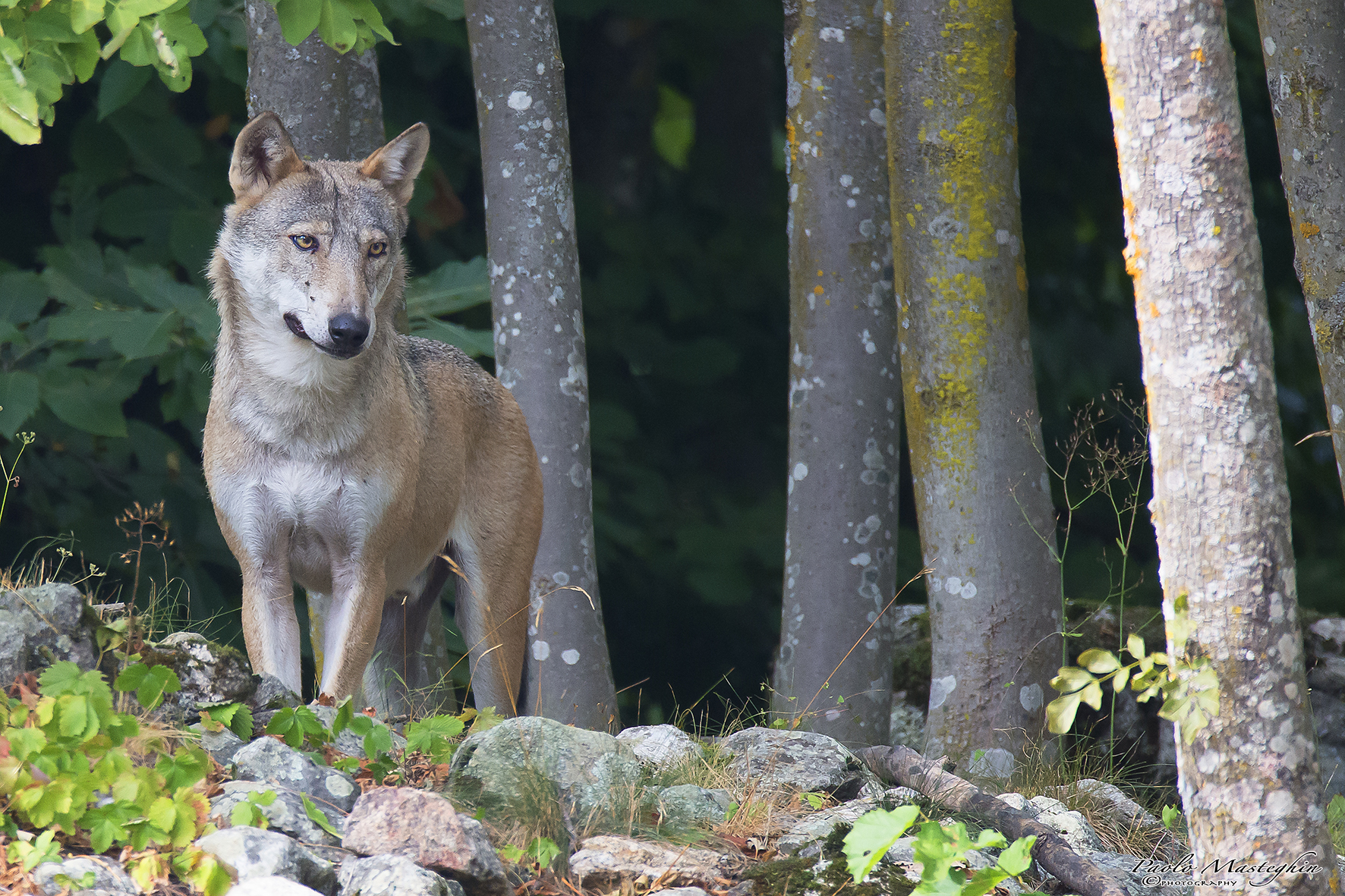 The king of the forest ...