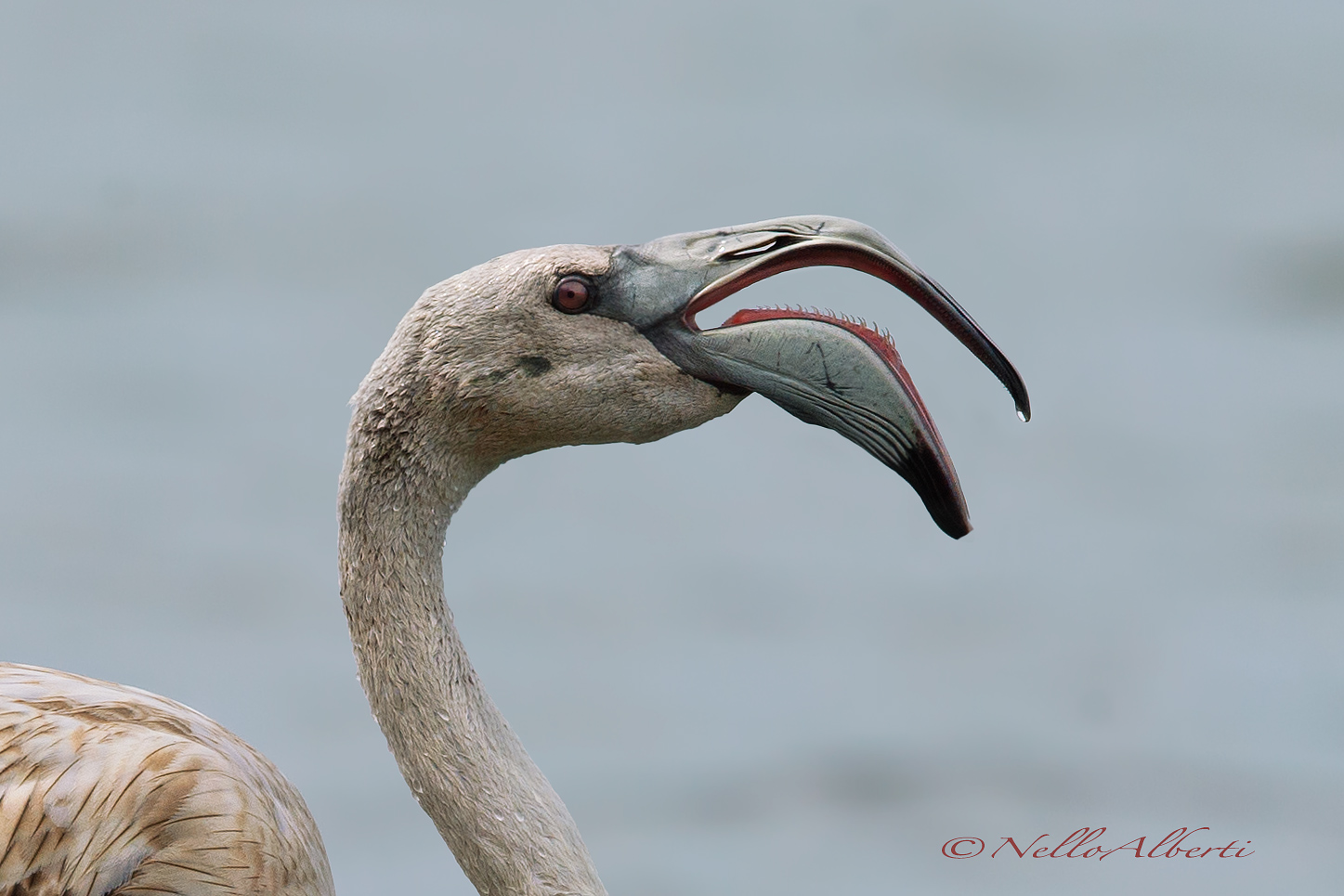 young flamingo, Oasis of Orbetello Sept. 2016, p
