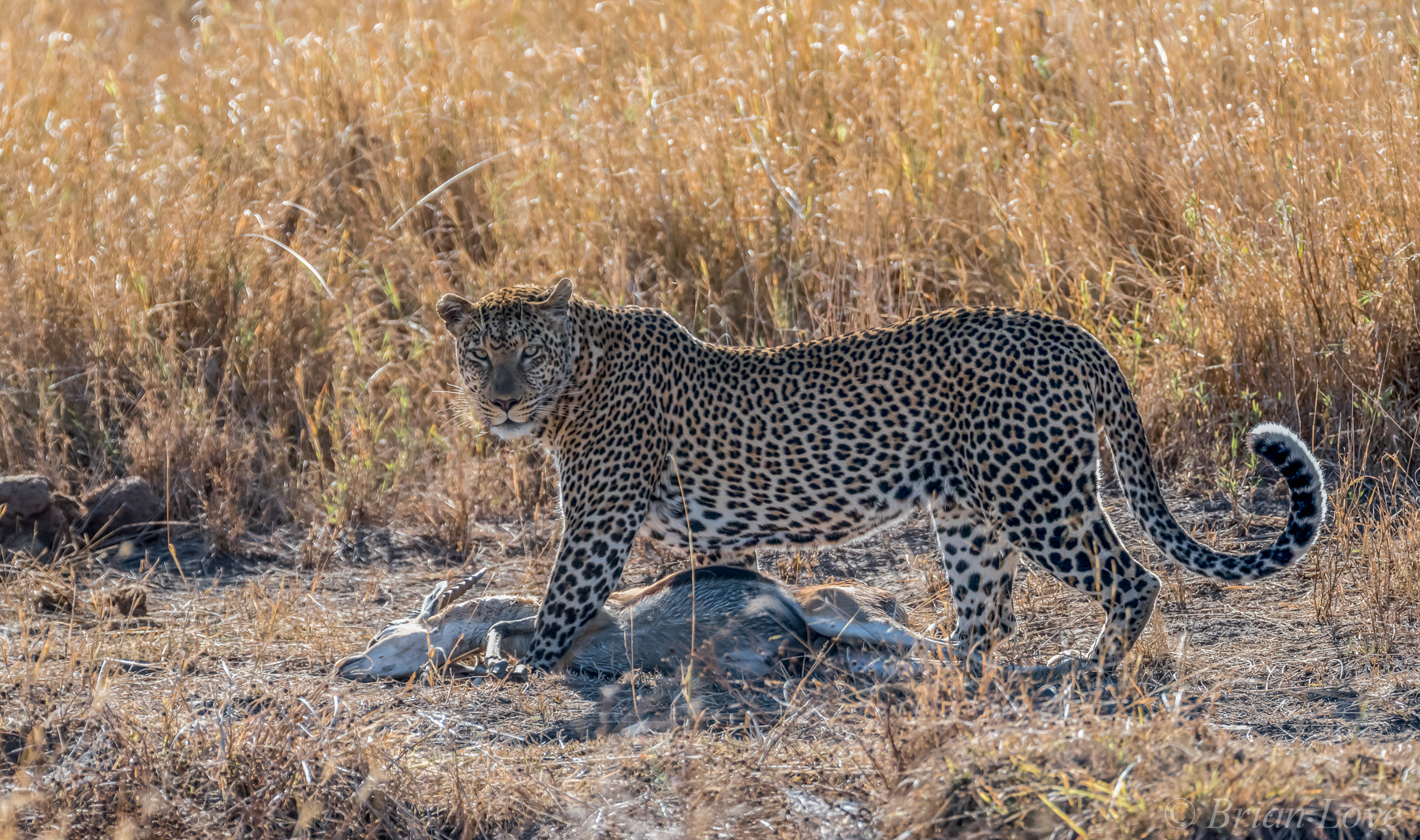 Perfect Specimen With Breakfast