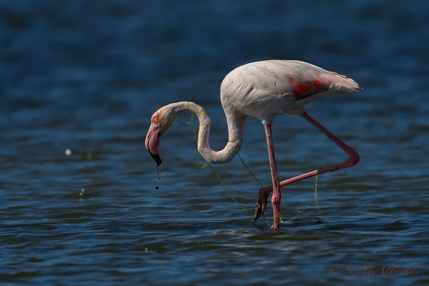 pink flamingo with seaweed!