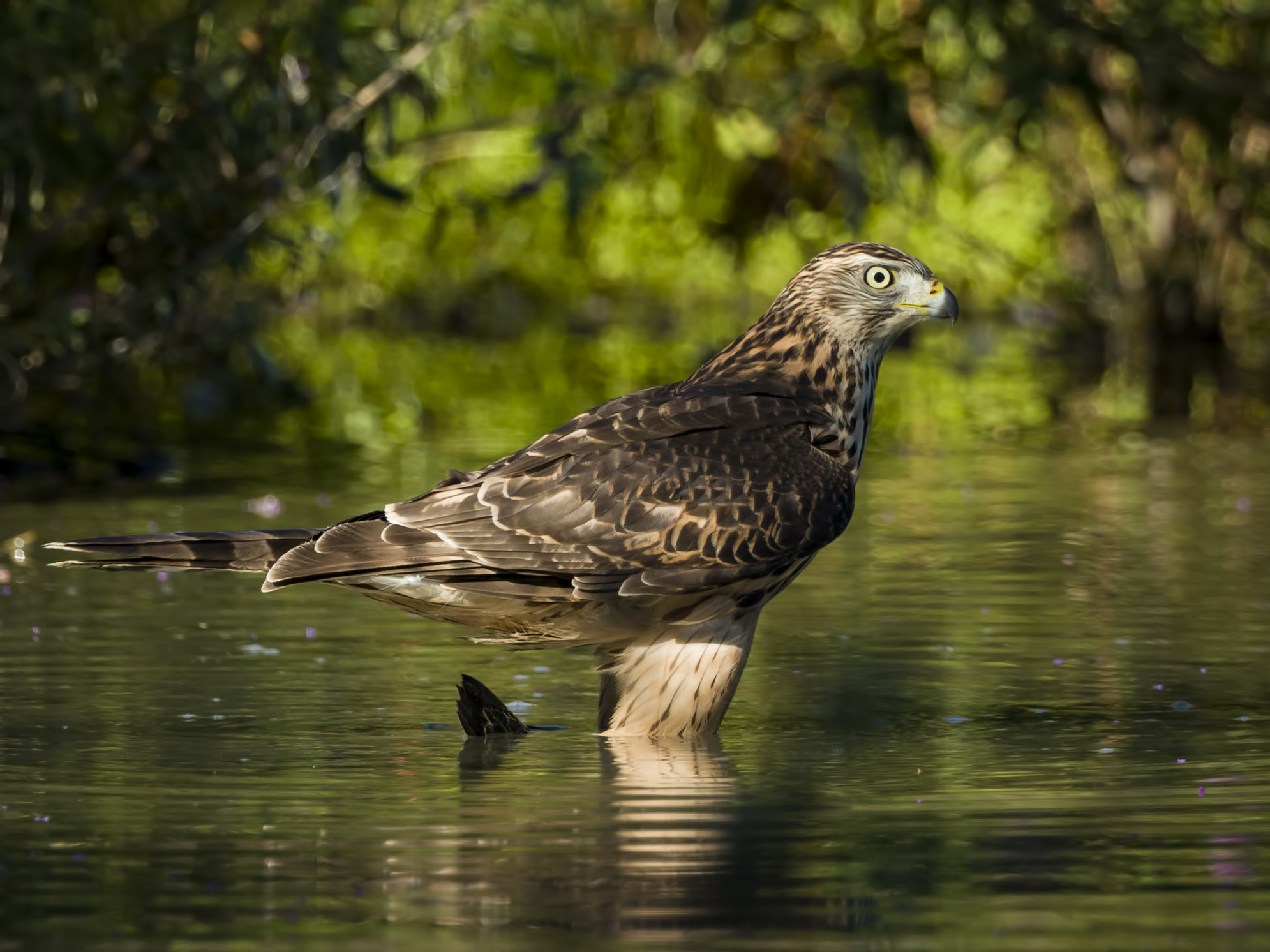 Goshawk with prey - the end