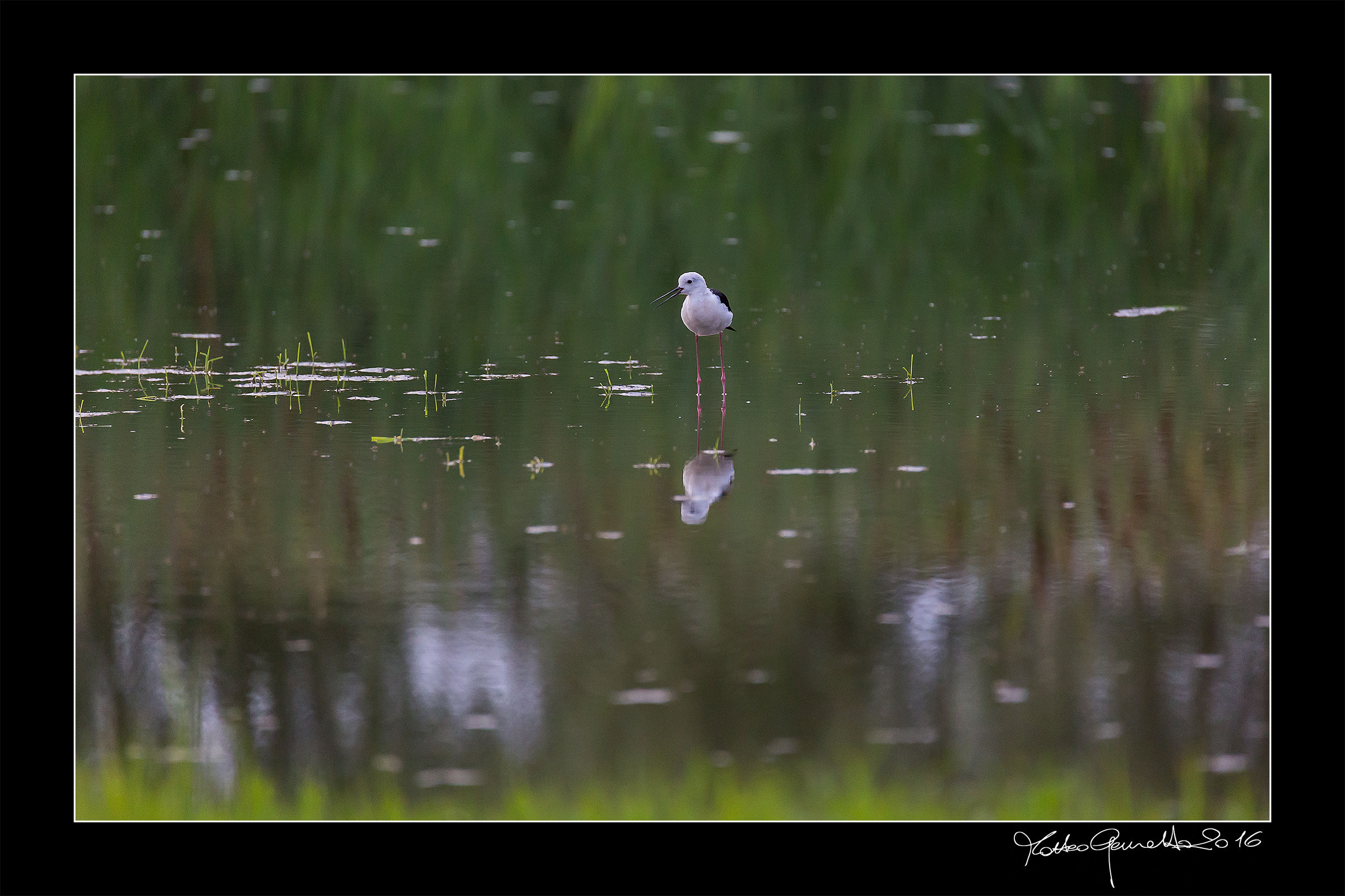 My first Cavaliere d 'Italy