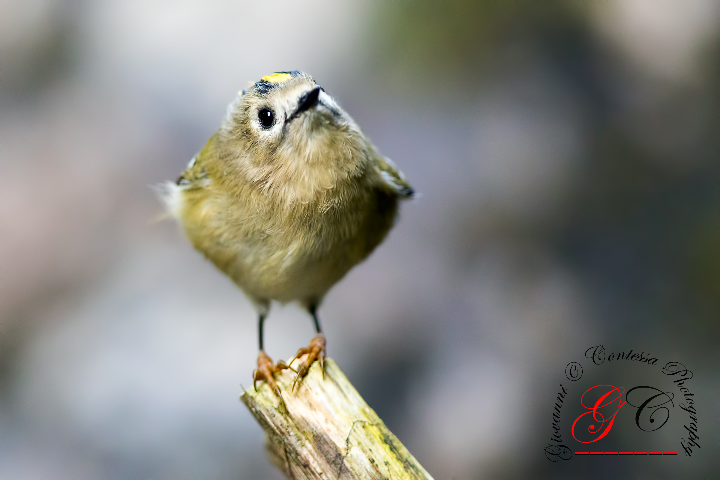 fiorancino ... I look at you closely ...