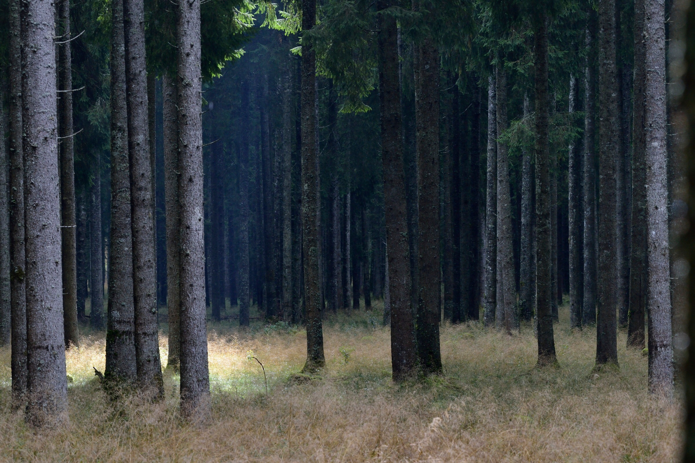 Light through the trees ...