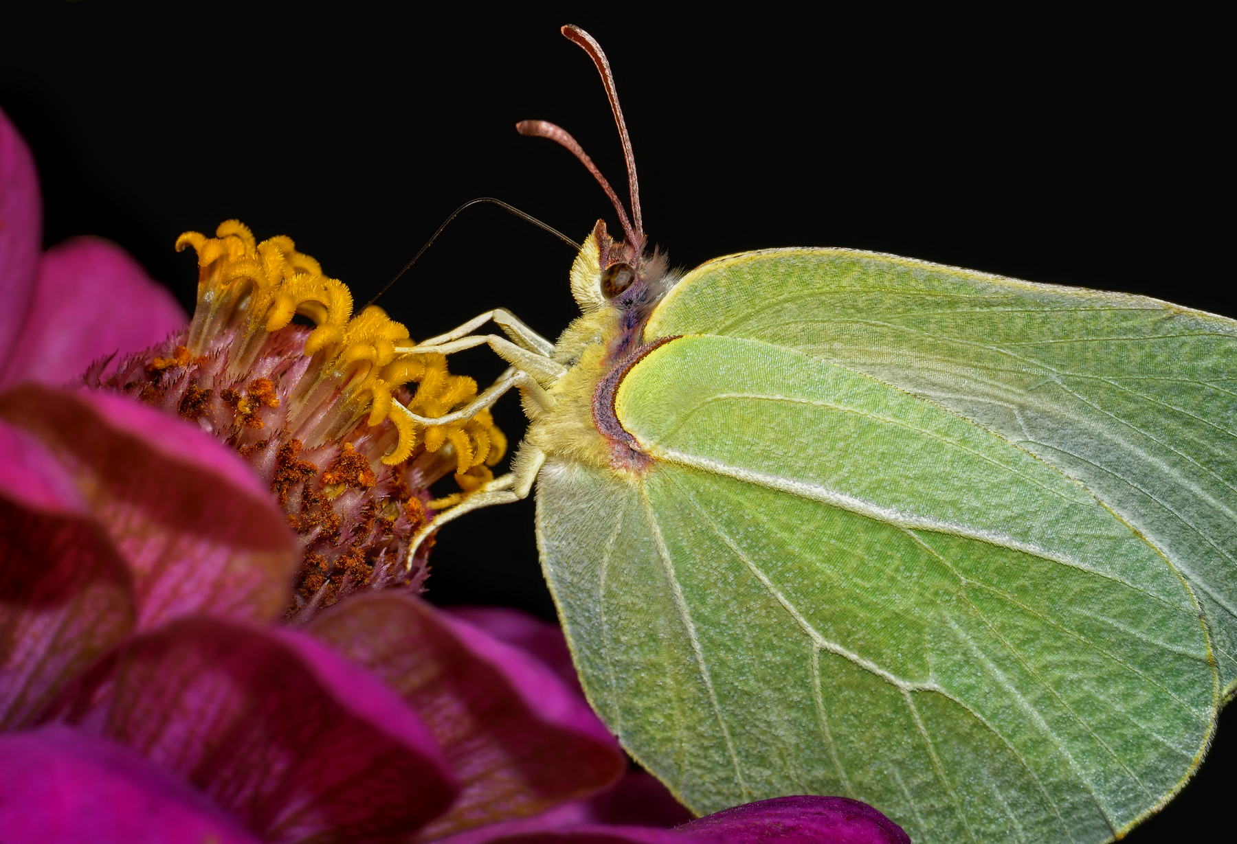 Come delicate foglie