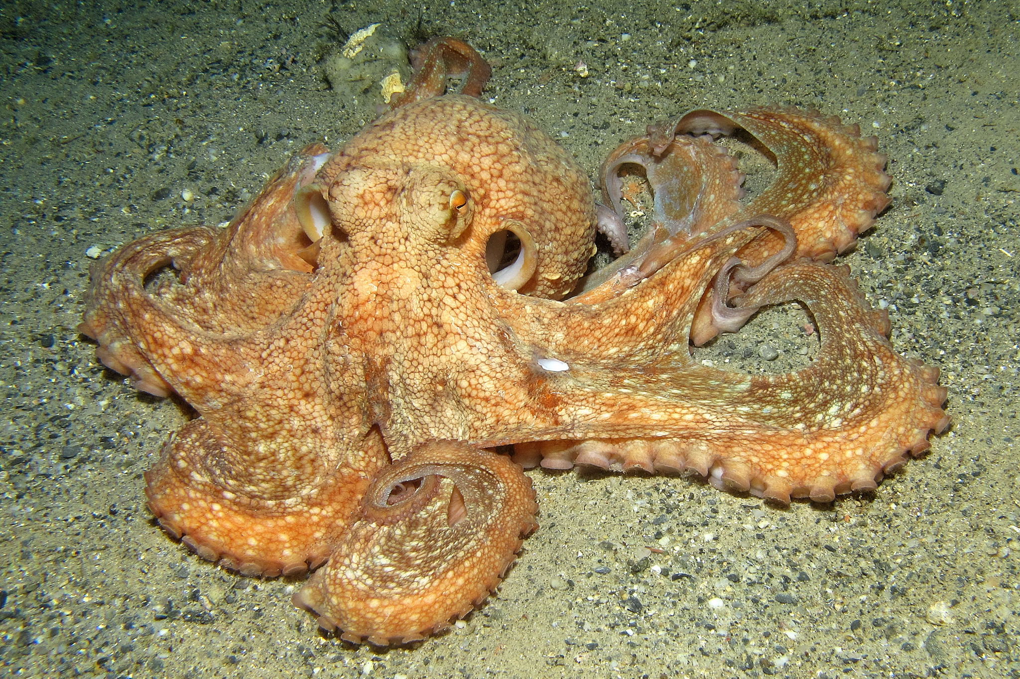 octopus 3