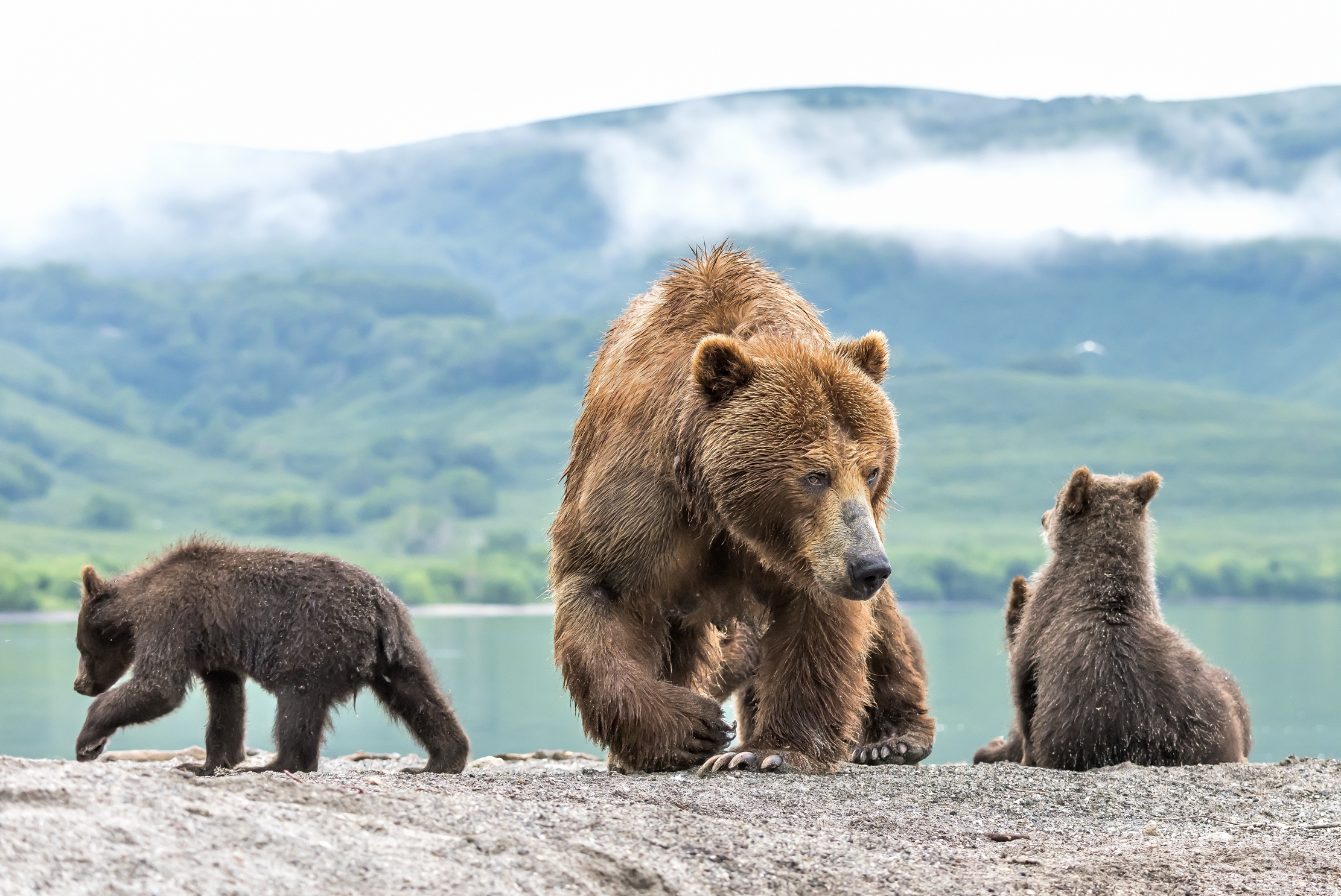 Kamchatka 2016 - Bears