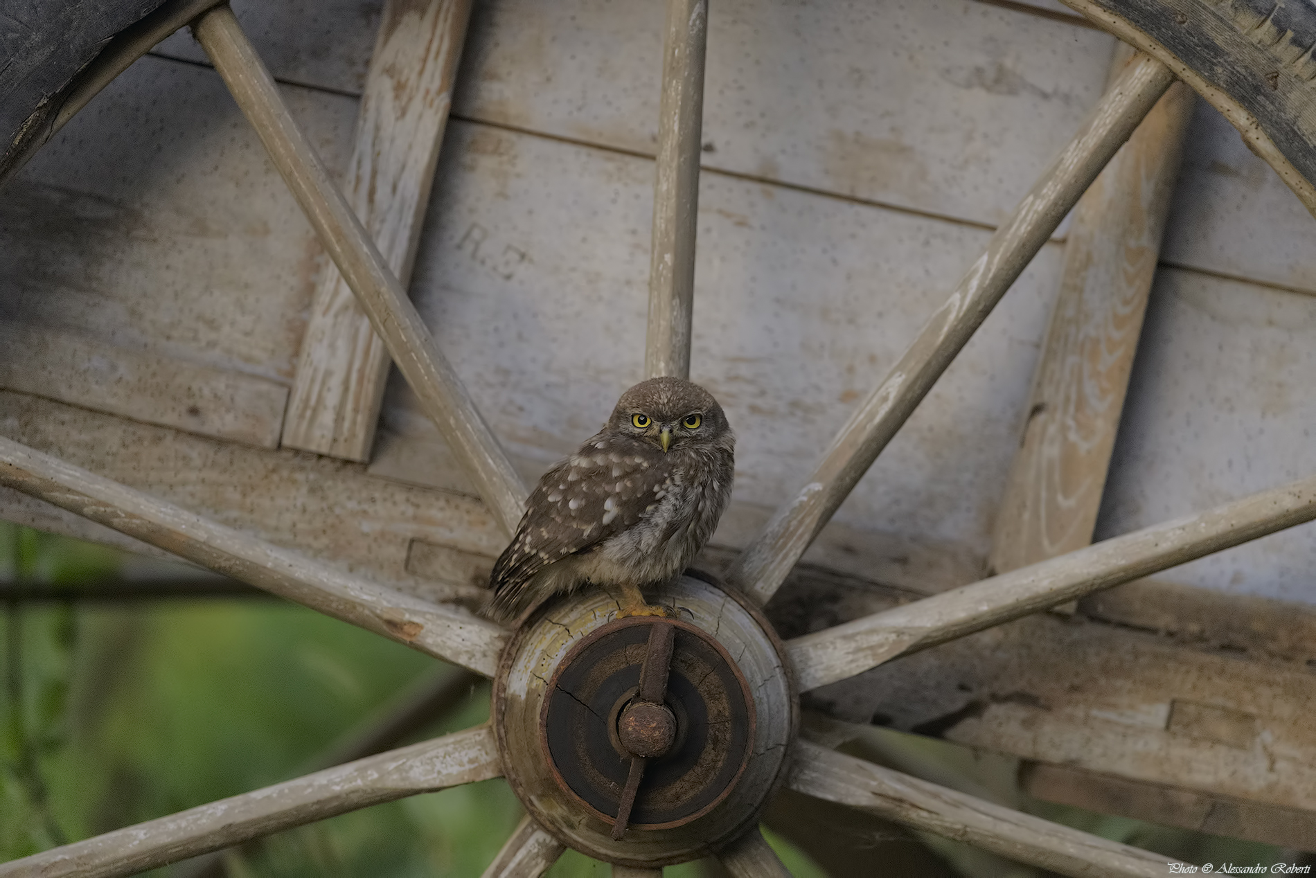 Gira la ruota.....!!!!!!