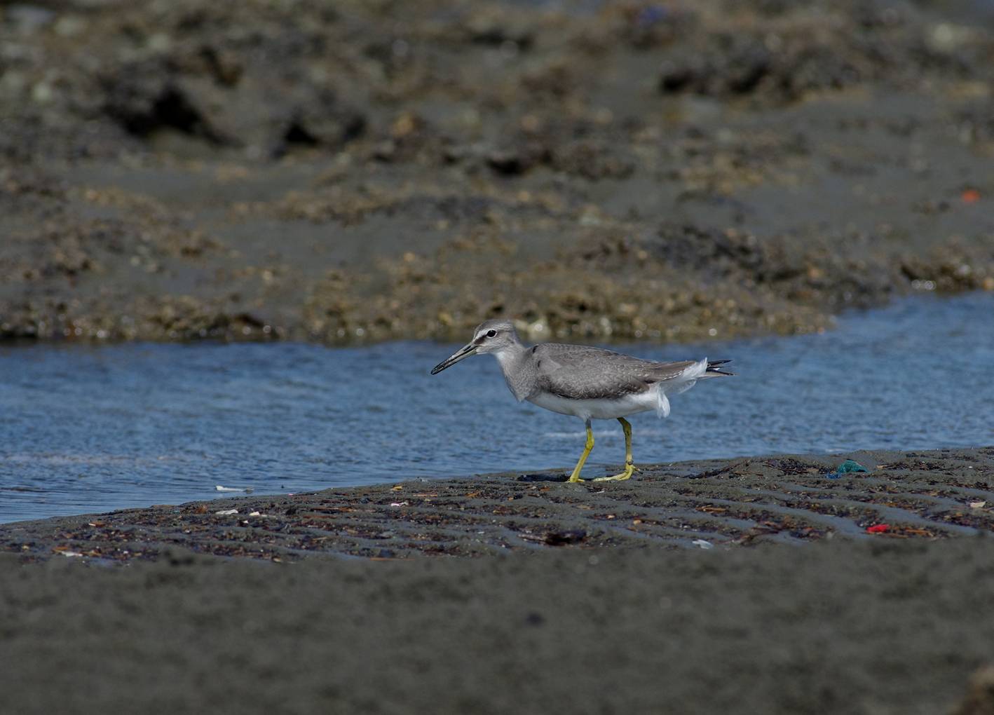 Gray-tailed Tattler
