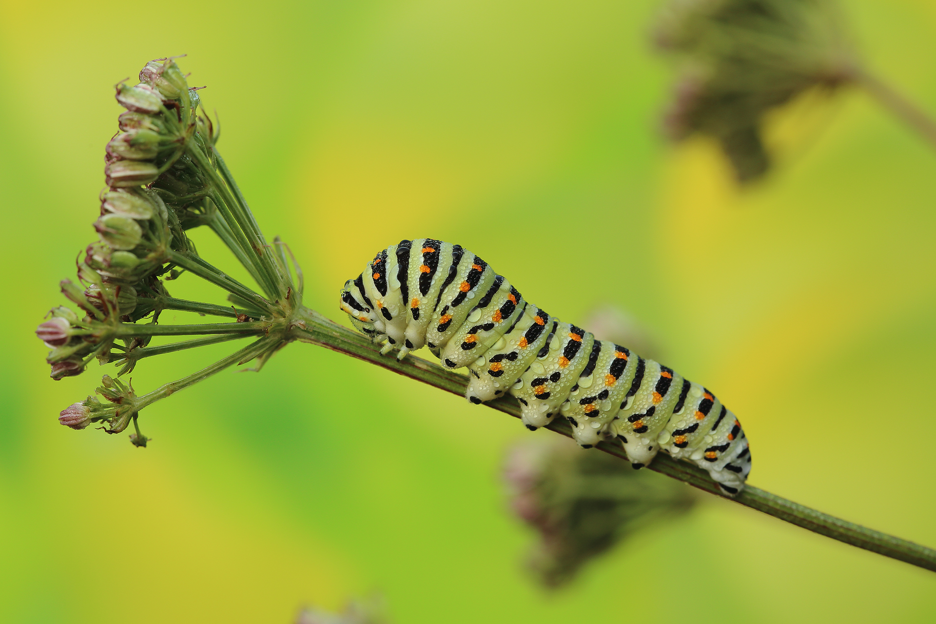 caterpillar of swallowtail