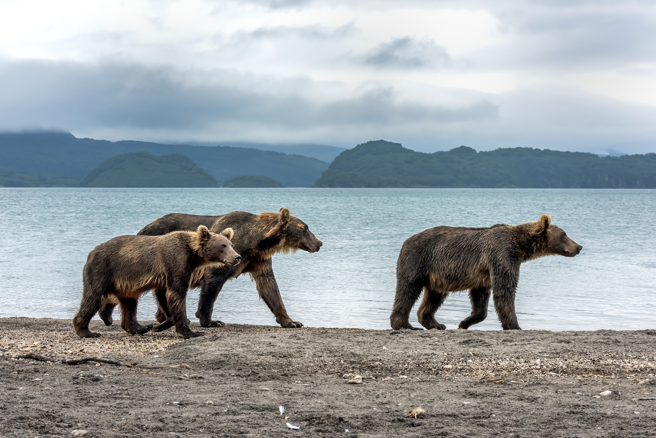 Kamchatka 2016 - Il terzetto
