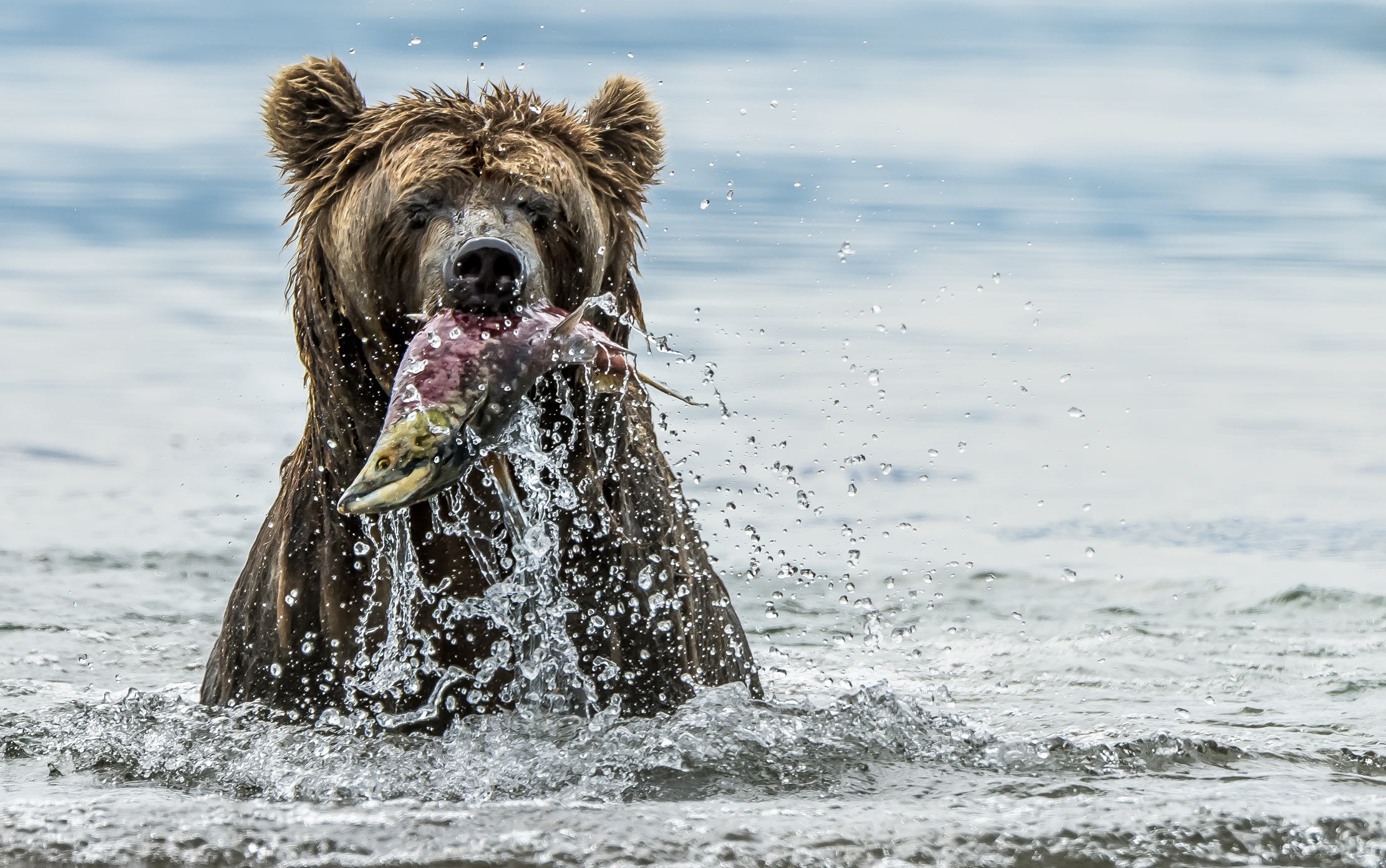 Kamchatka 2016 - La pesca