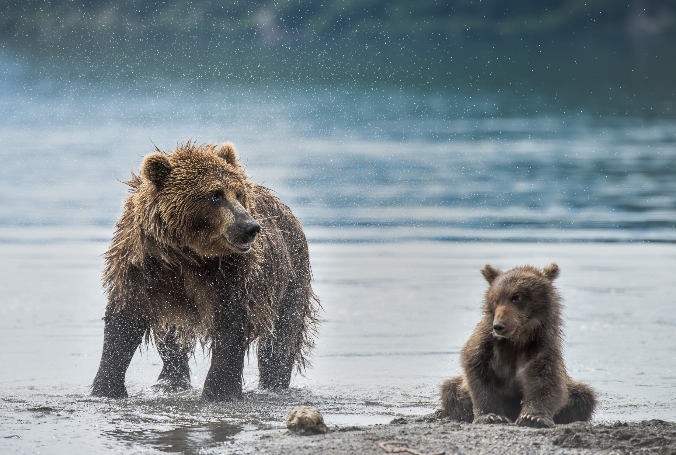 Kamchatka 2016 -  Fine scuotimento