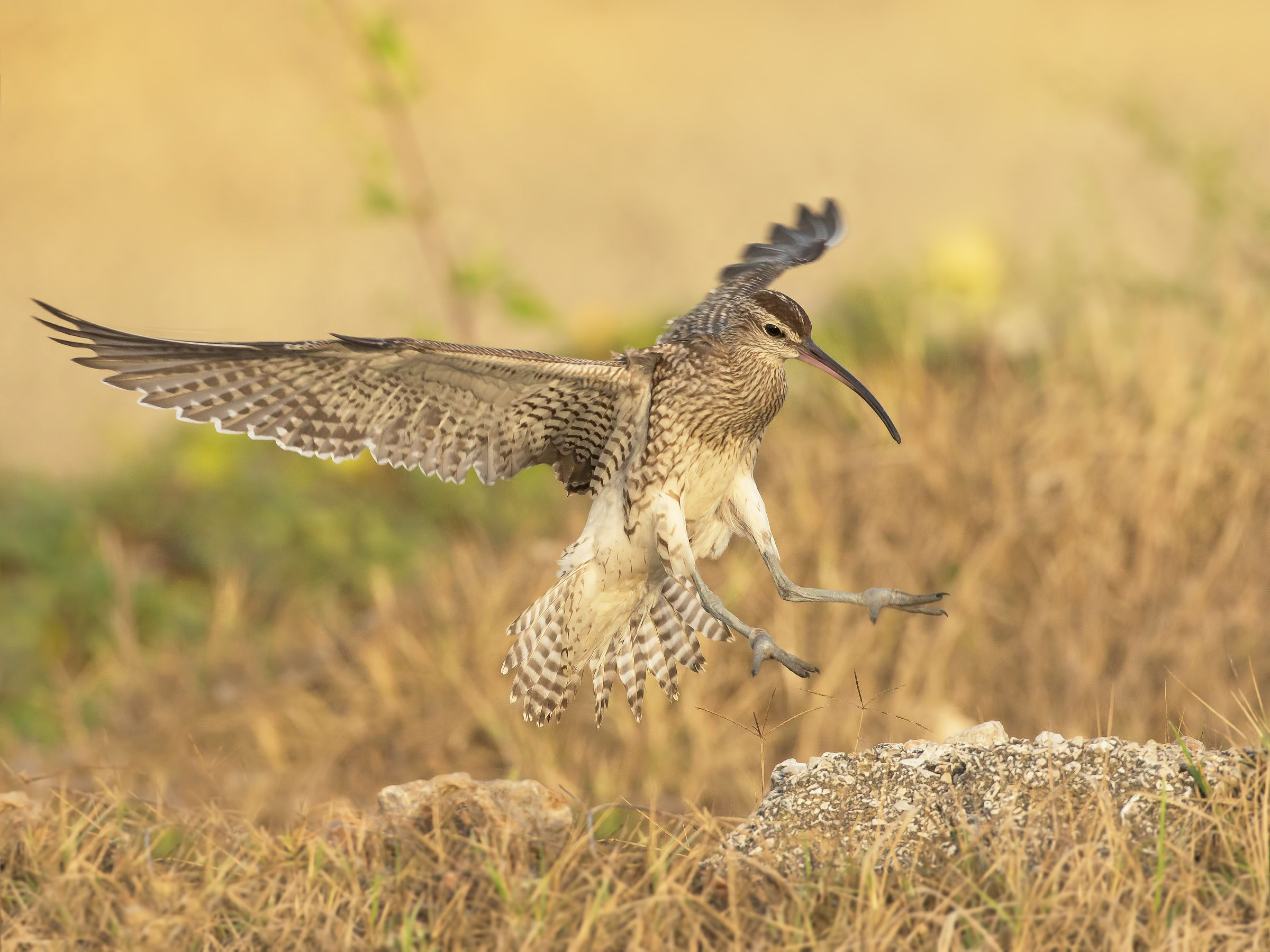 curlew