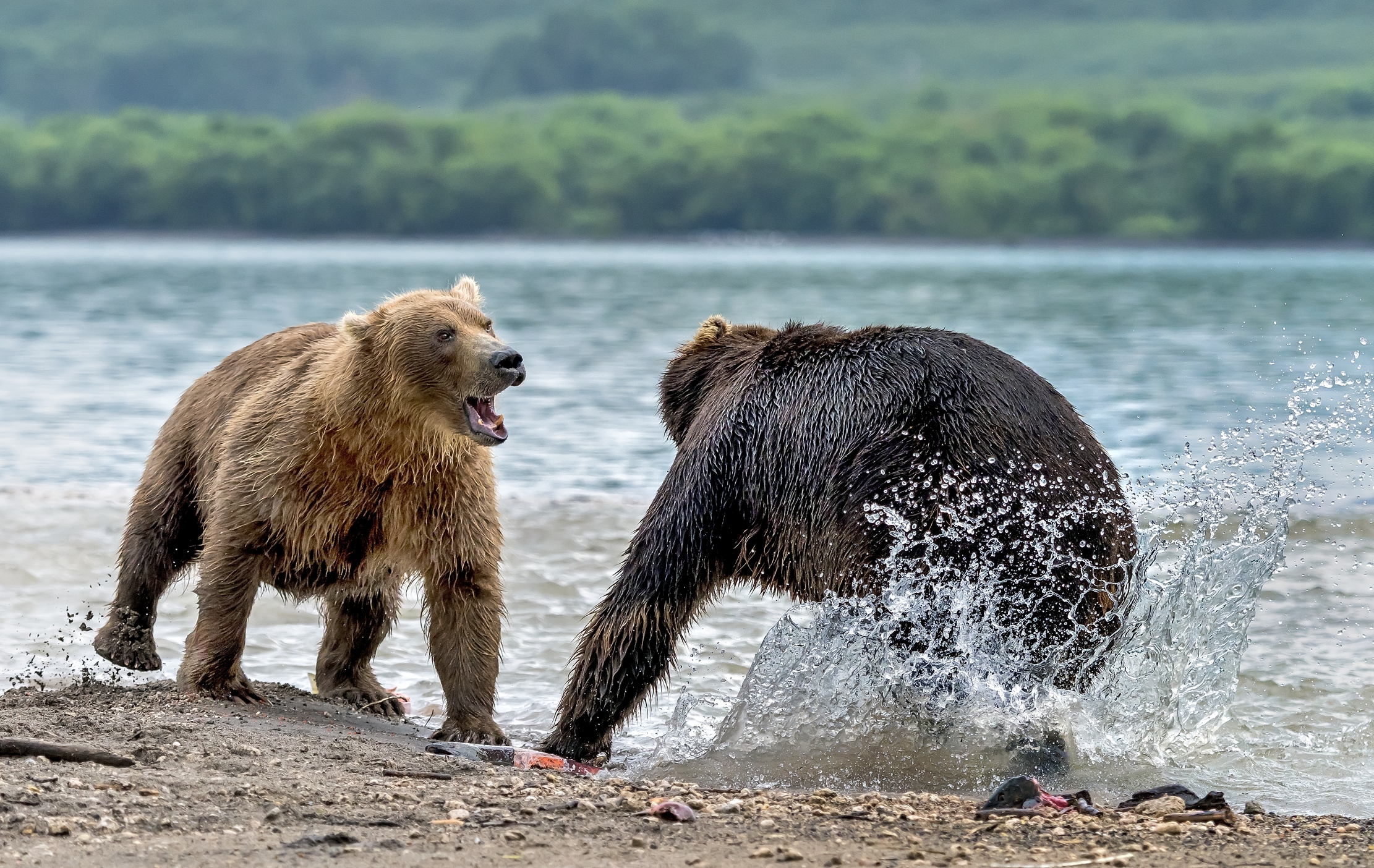 Kamchatka 2016 - Confronti