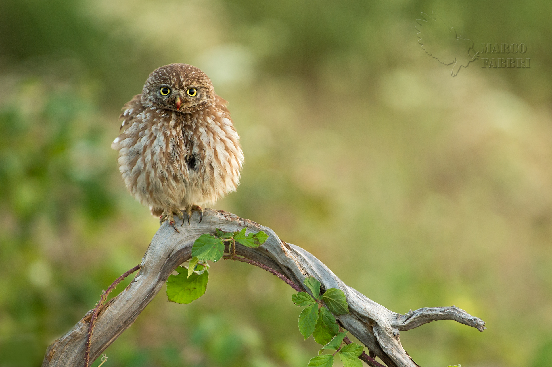 Little Owl