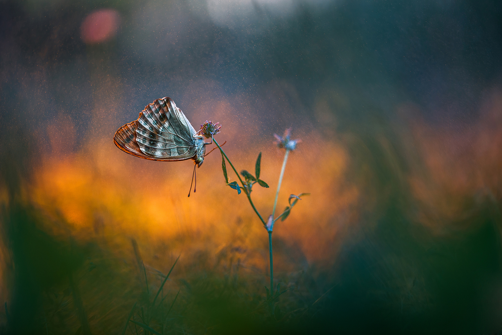 Argynnis paphia