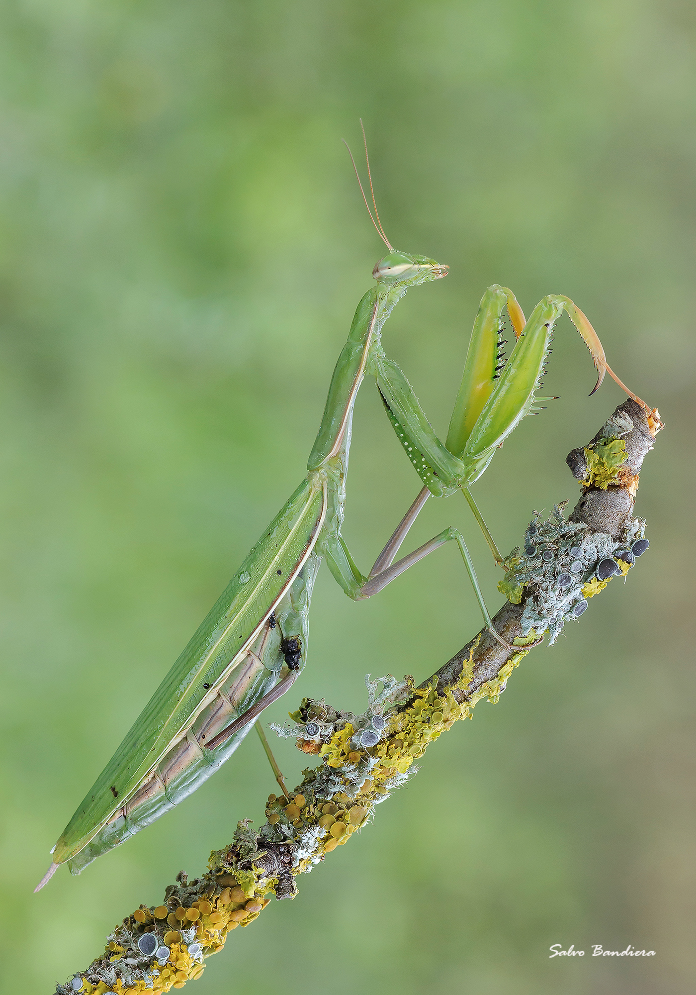Mantis religiosa
