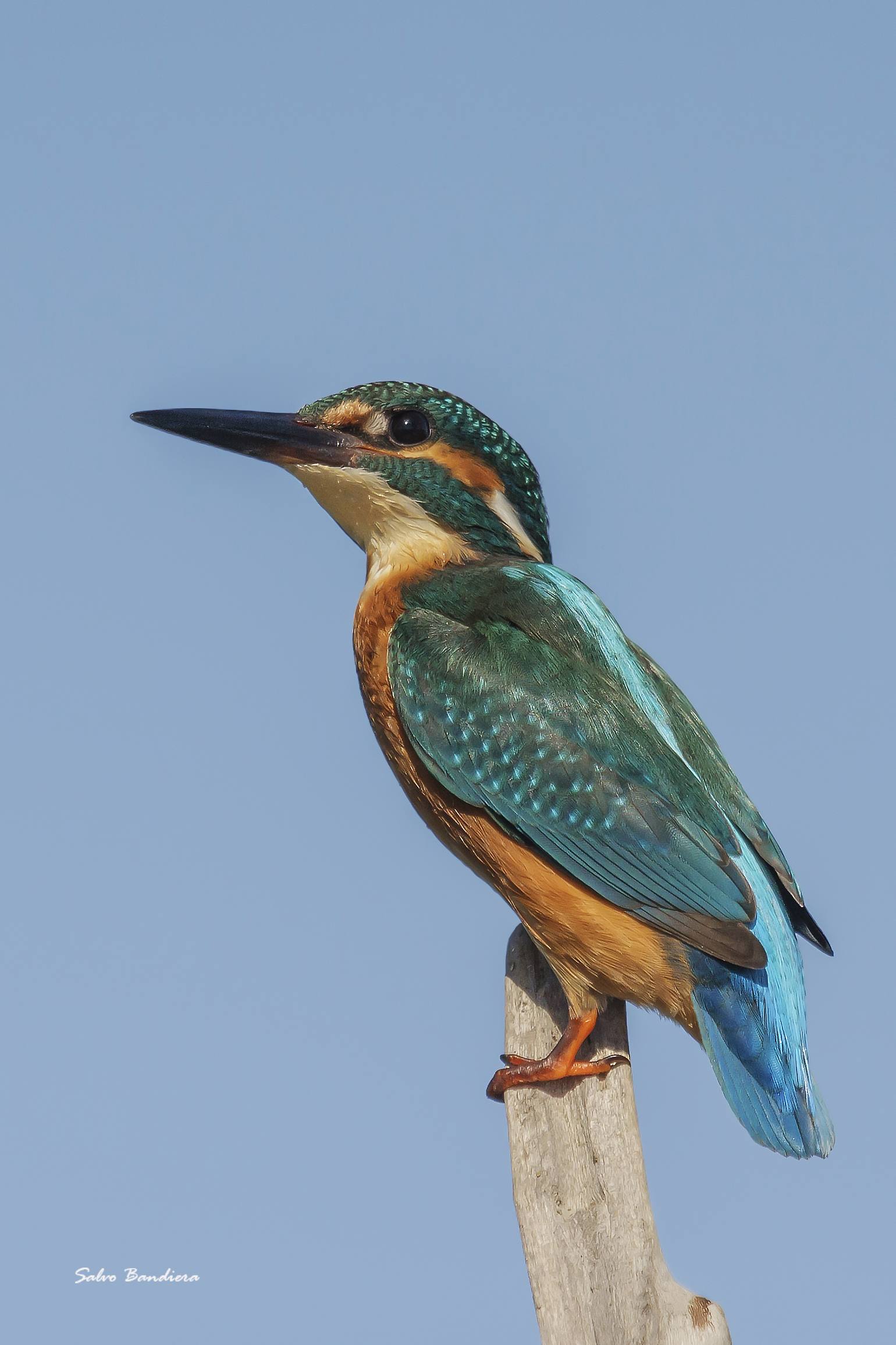 Maschio di Martin pescatore