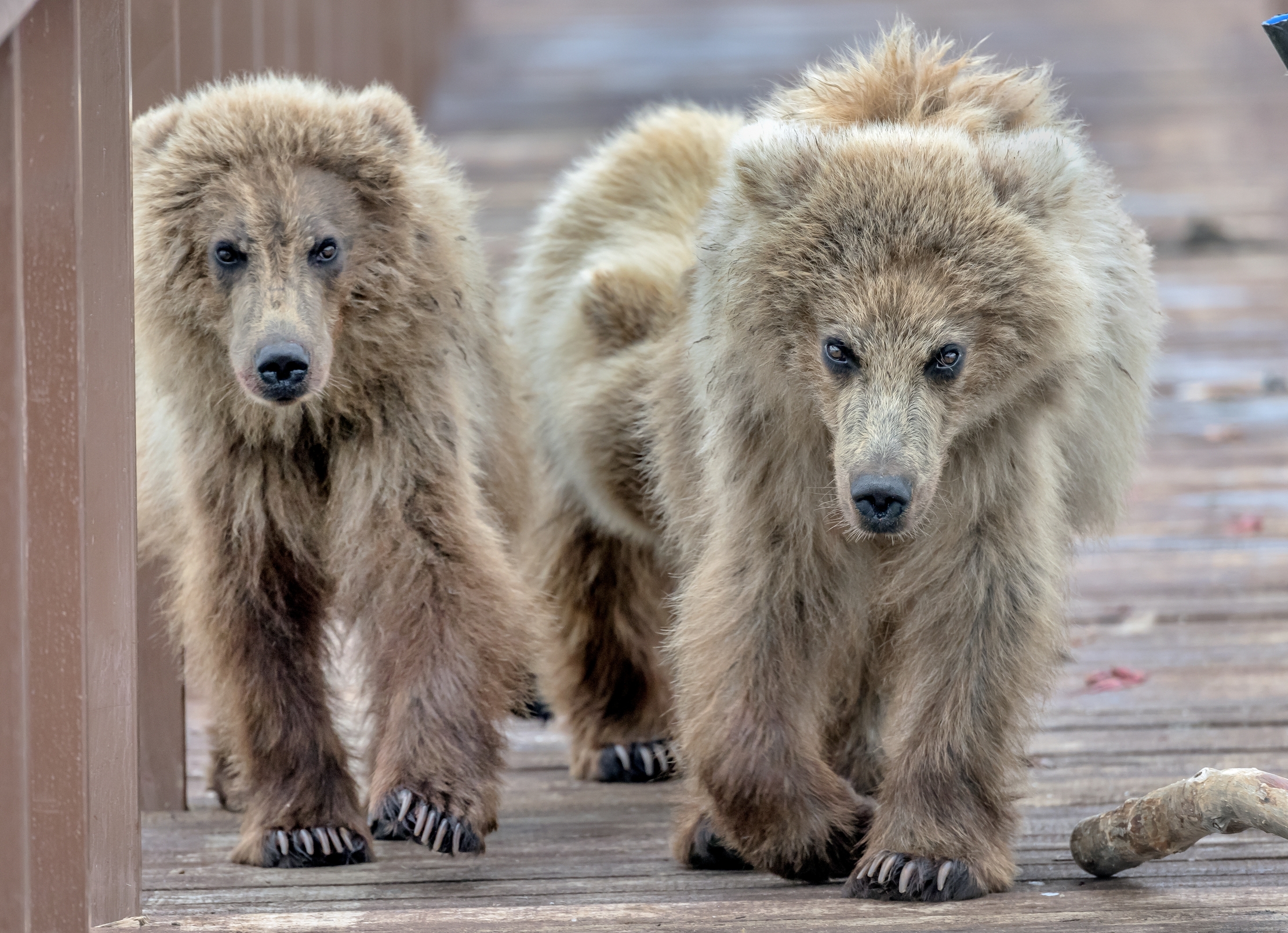 Kamchatka 2016 - Incontro inaspettato sul pontile