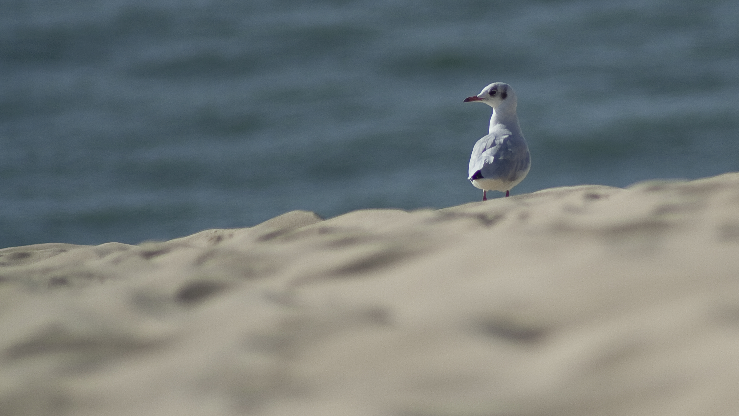 Seagull in Arcachon Fr