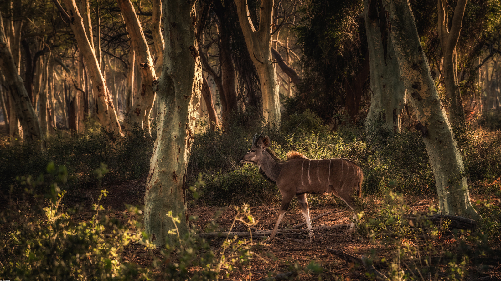 Kudu, tra gli alberi della febbre...