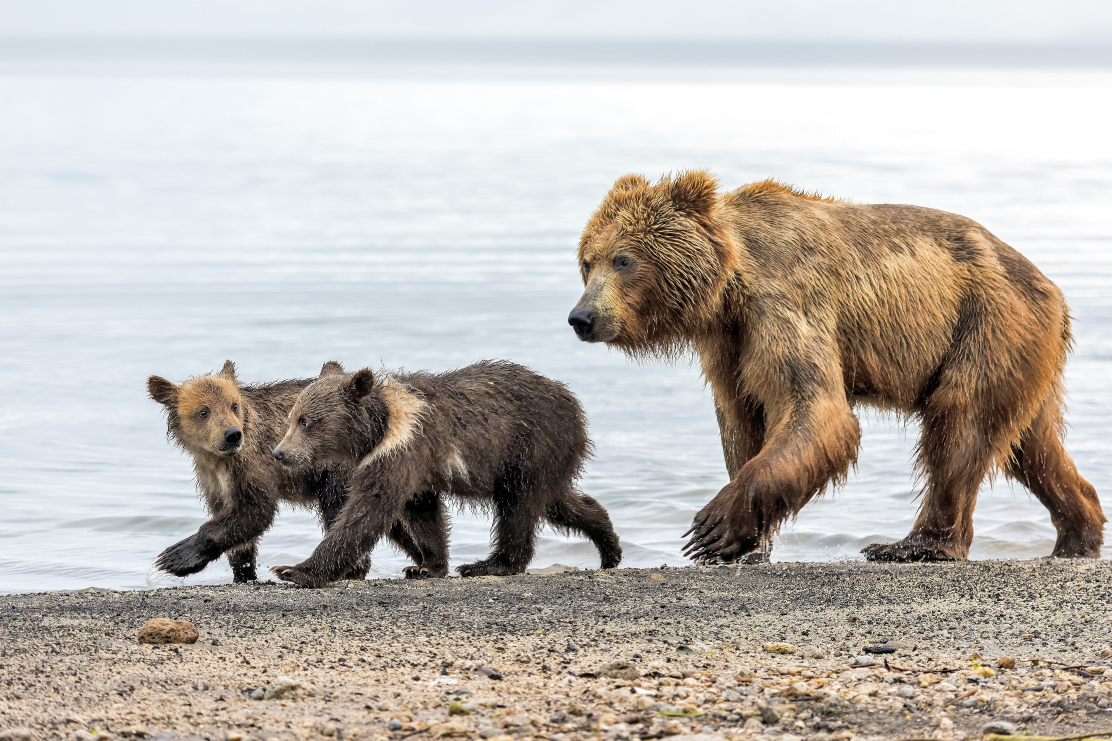 Kamchatka 2016 - Passeggiata con i cuccioli