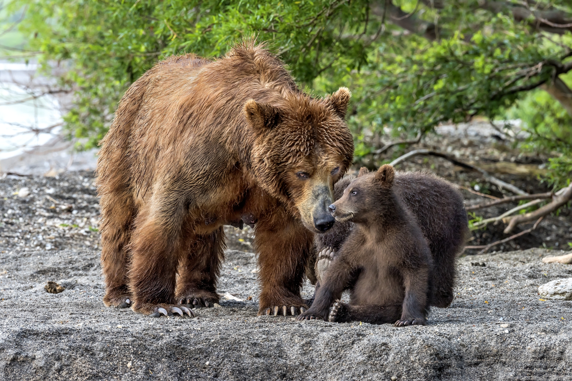 Kamchatka 2016 - Attenzioni affettuose