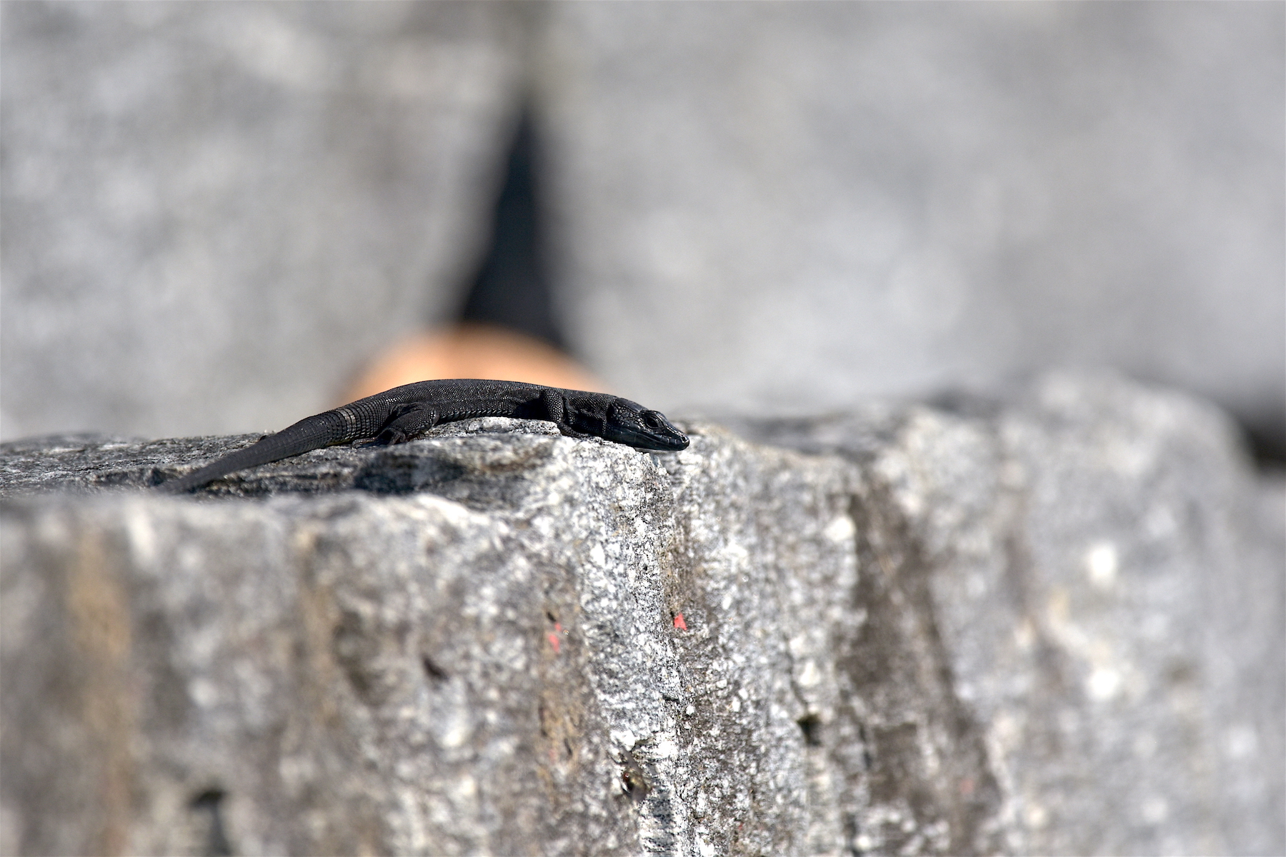 RARITIES - photo / document