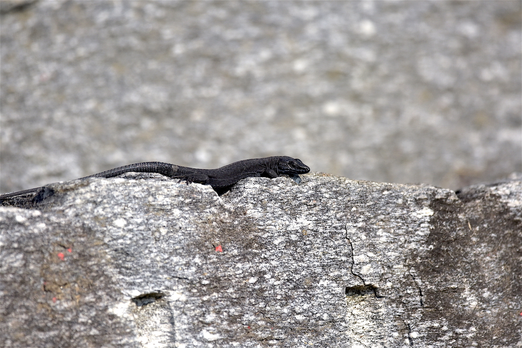 RARITIES - photo / document b