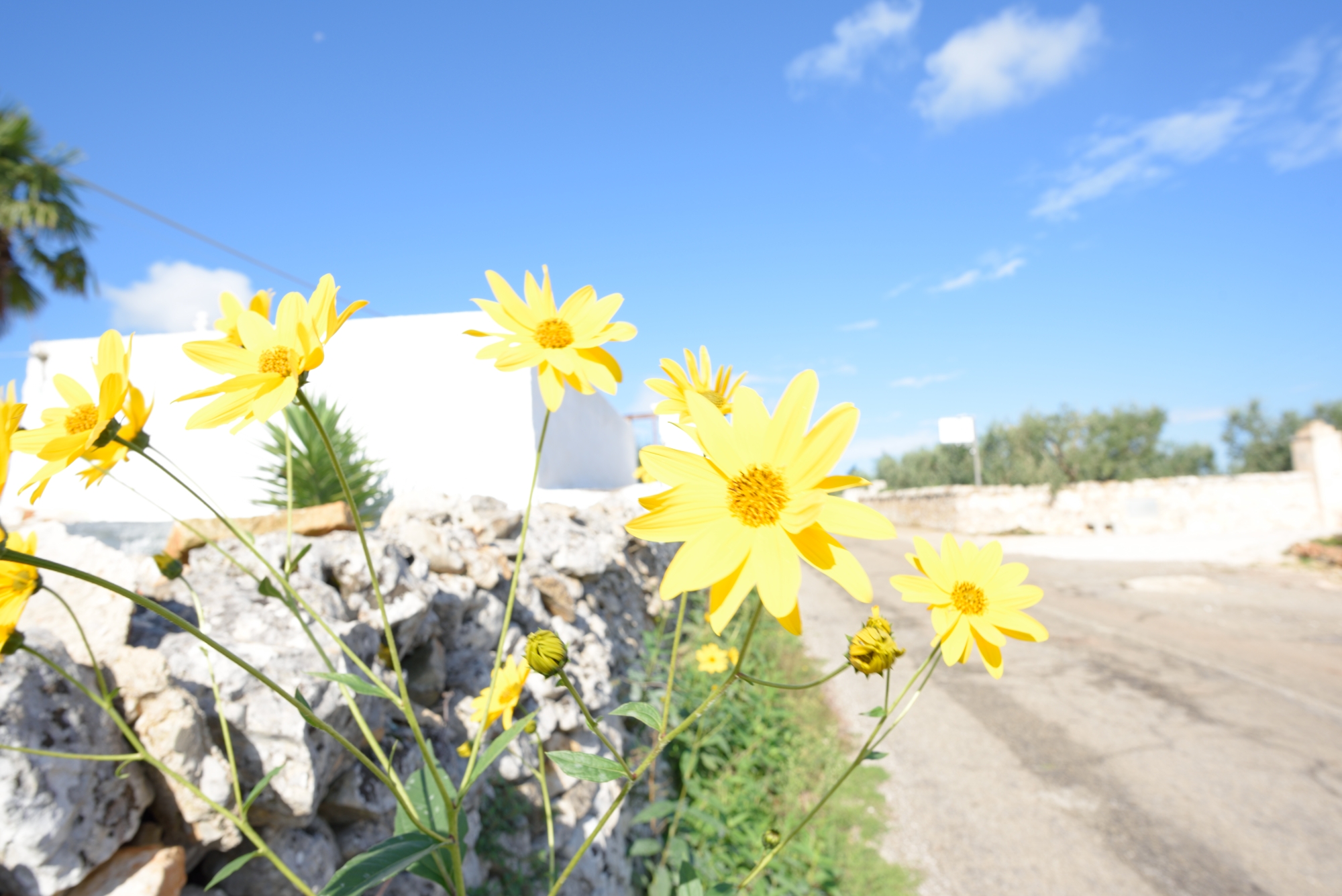 The last summer greeting 2016