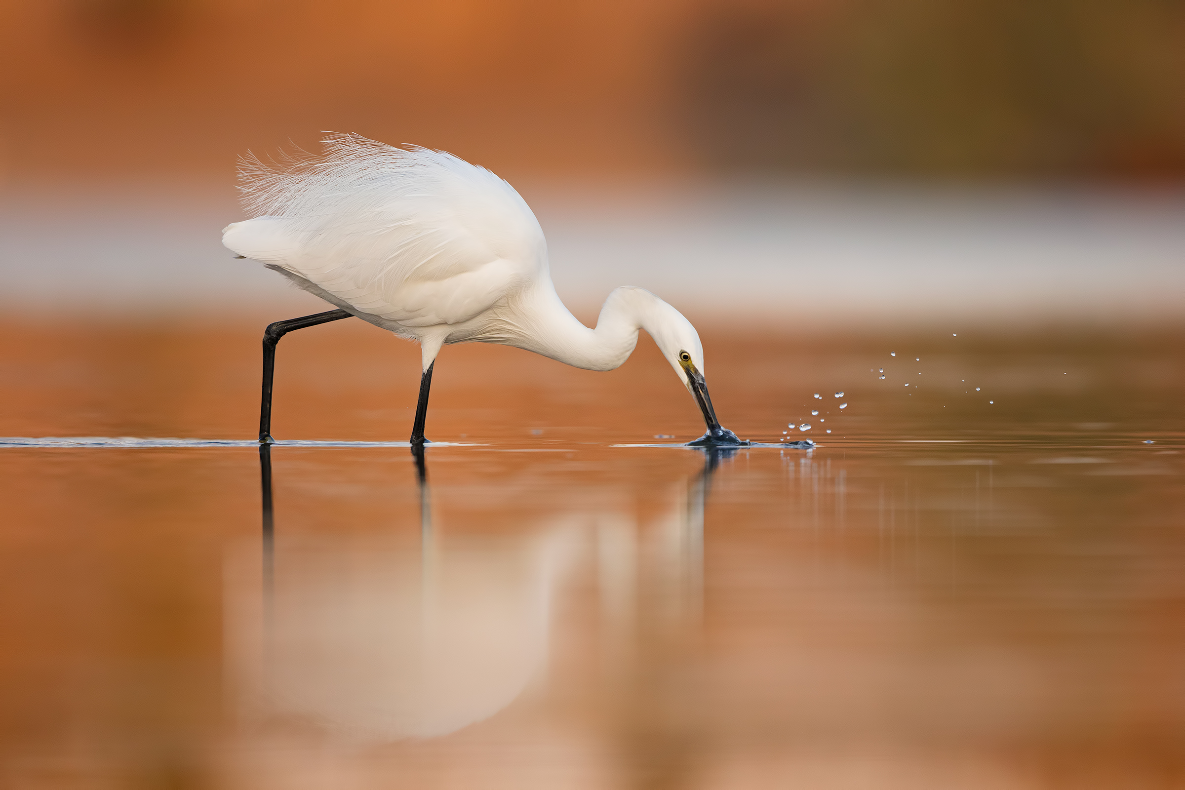egret