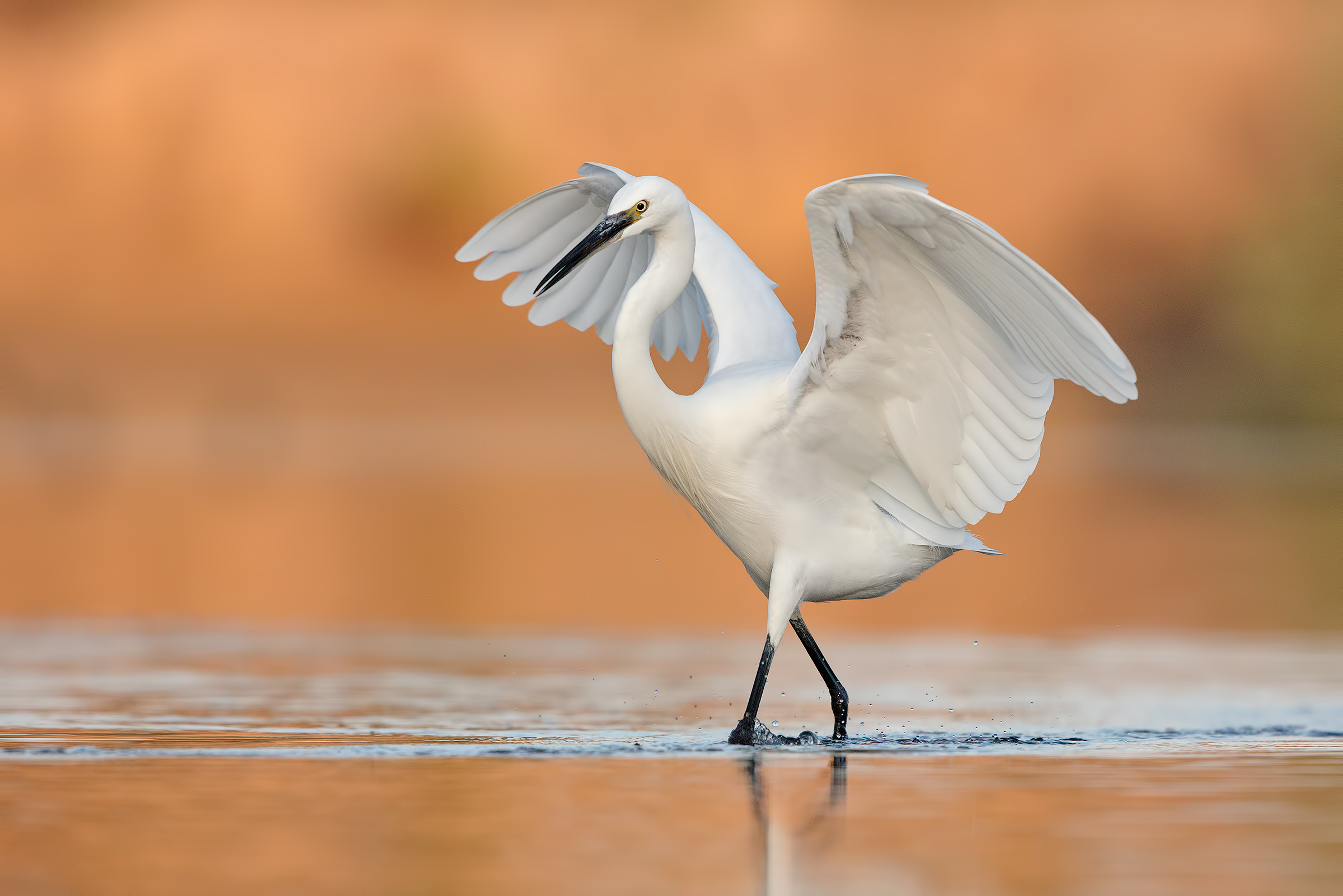 egret