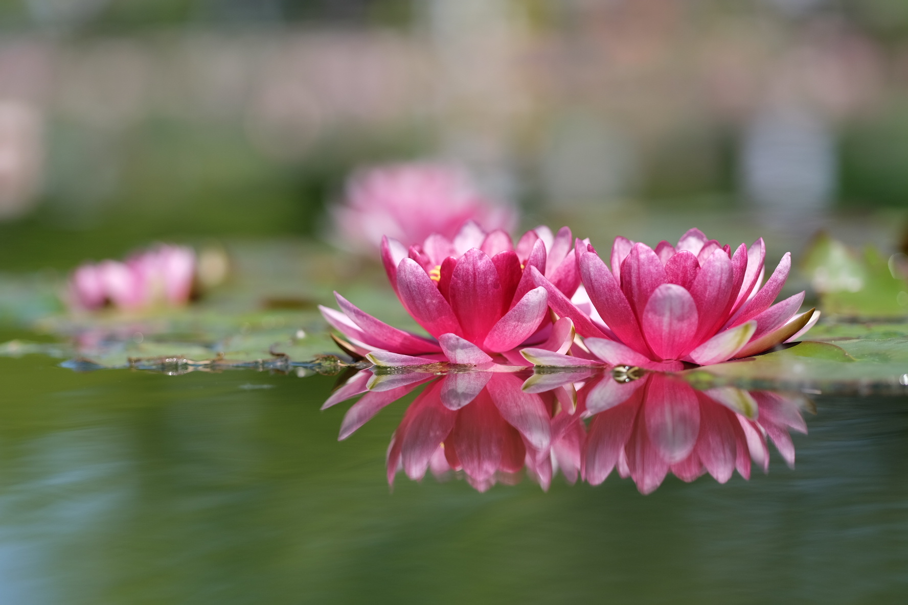 waterlilies