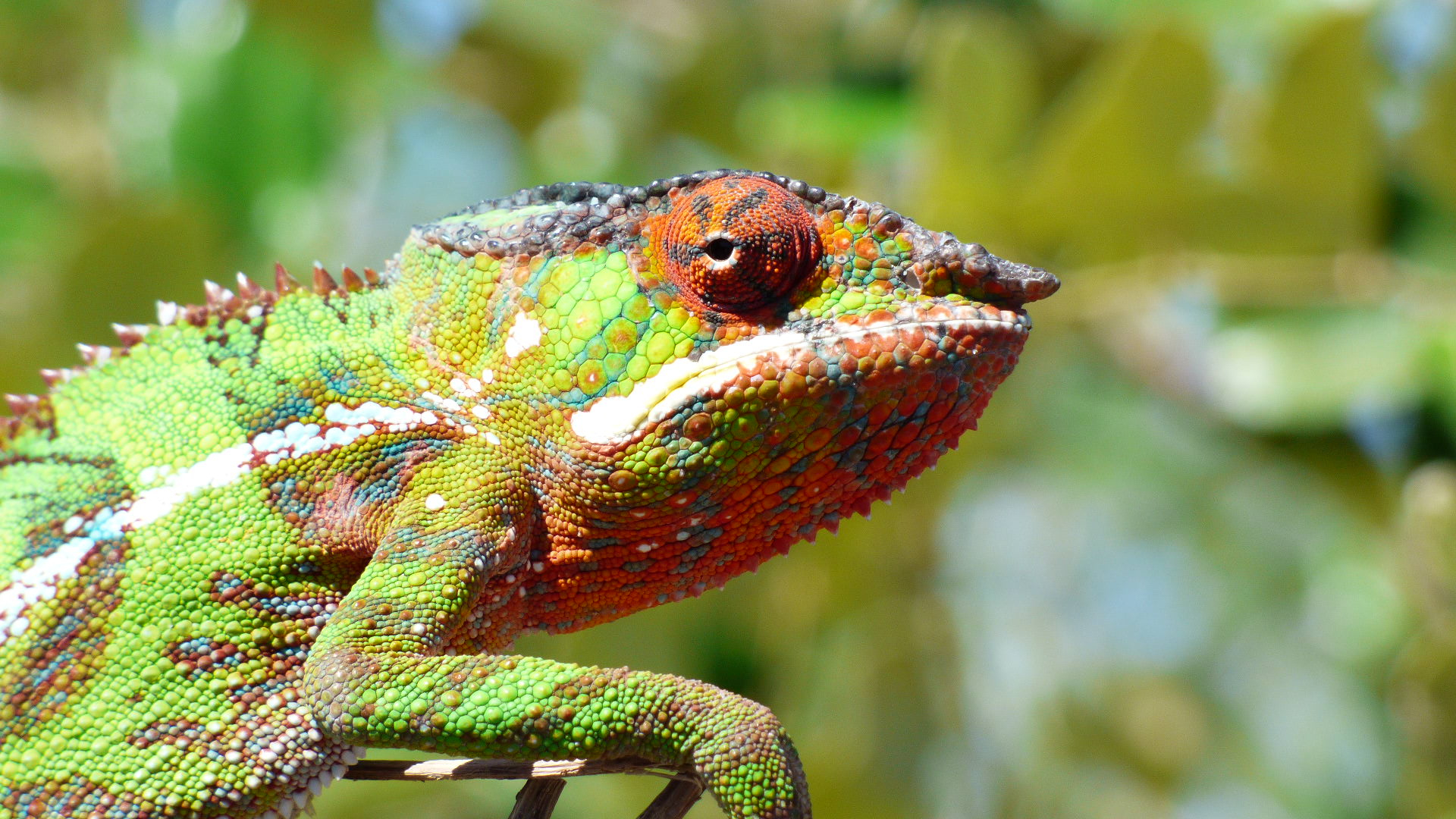 Camaleonte madagascar