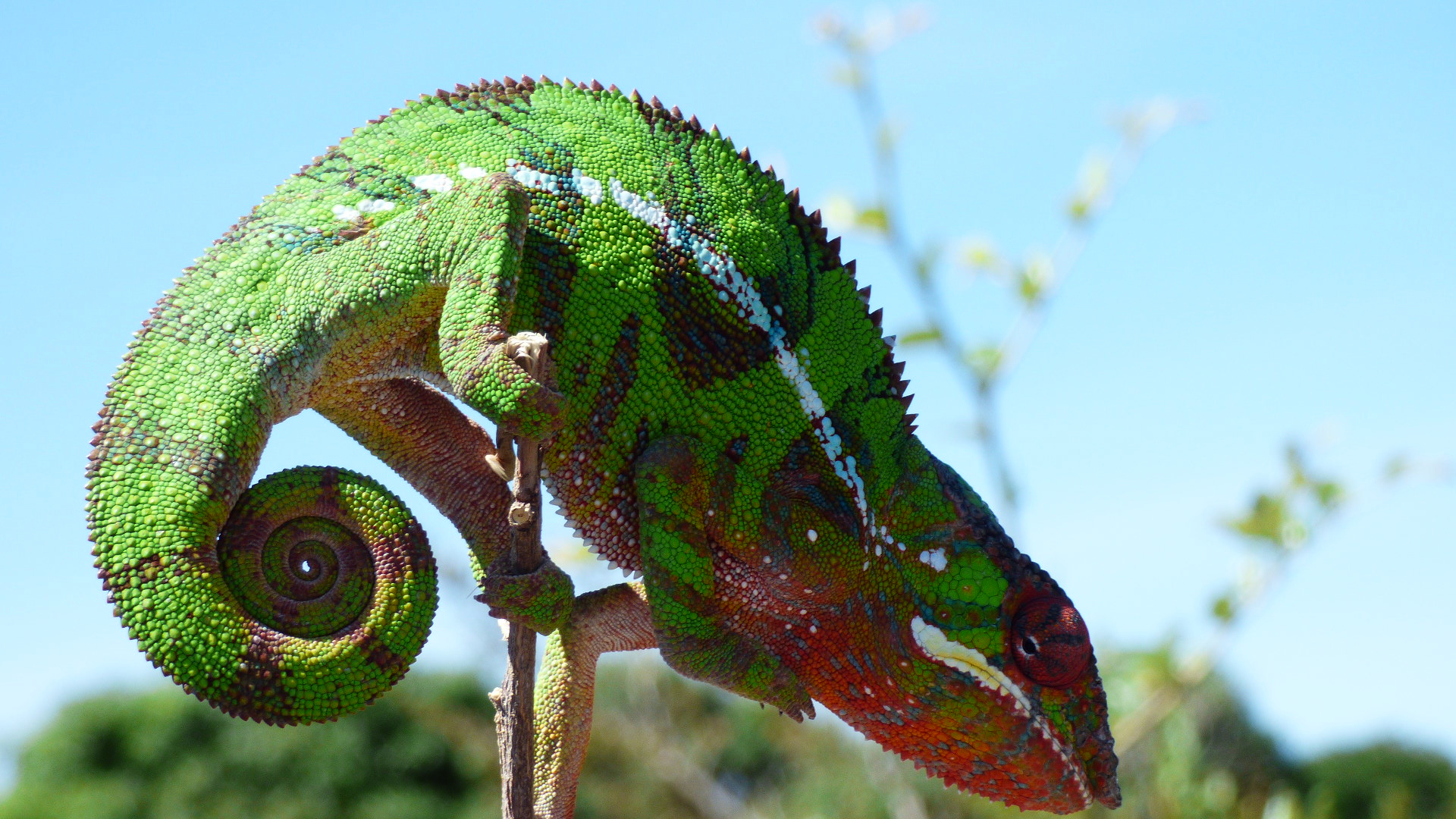 chameleon 2