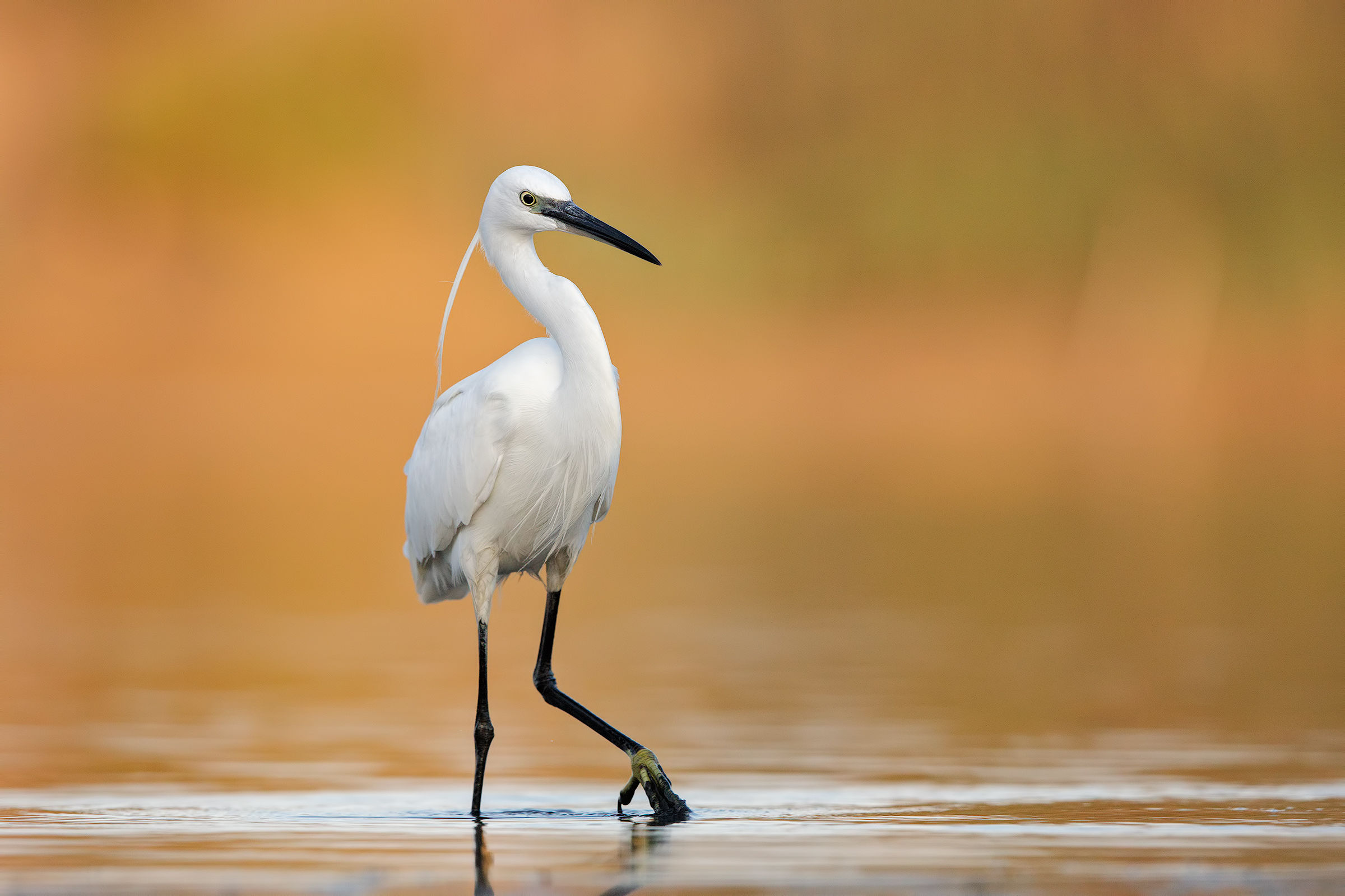 egret