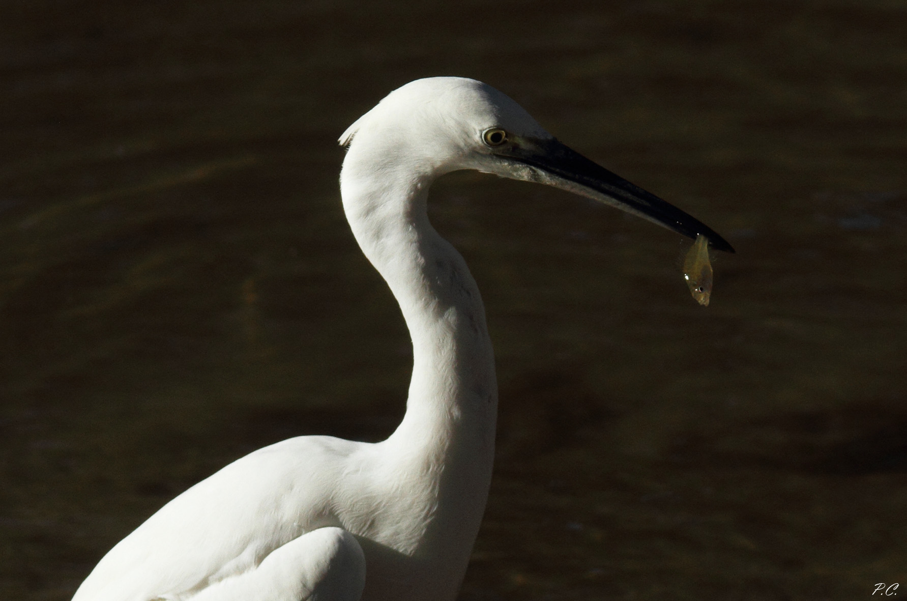 l 'Exterminating Angel