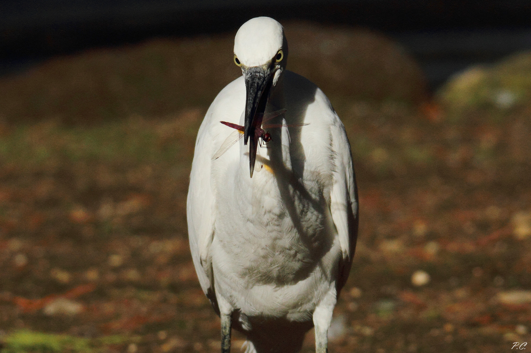 l 'Exterminating Angel